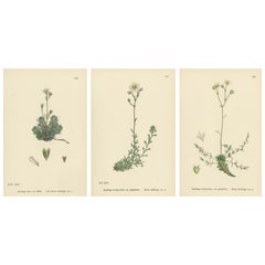 Hand-Colored Botanical Engravings of Irish and Mossy Saxifrages, 1902