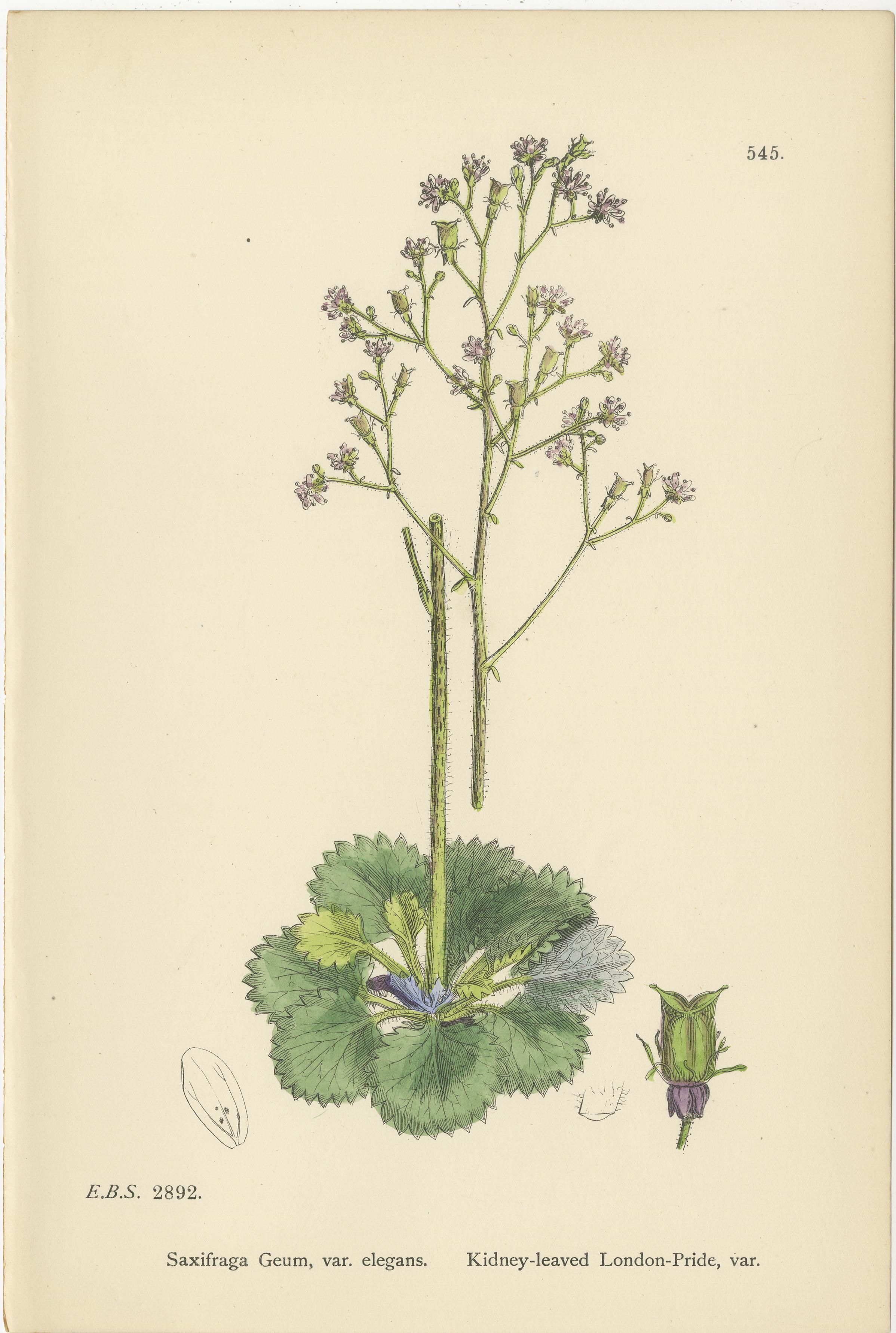 Titel: Handkolorierte botanische Kupferstiche des Londoner Stolzes und seiner Sorten, 1902

Beschreibung:
Dieser elegante Satz handkolorierter botanischer Stiche aus dem Jahr 1902 zeigt drei charakteristische Formen der beliebten Saxifraga-Gattung -