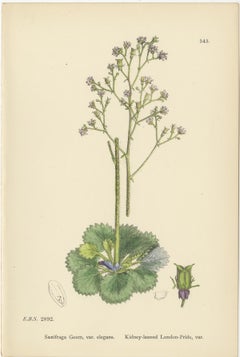 Hand-Colored Botanical Engravings of London-Pride and Its Varieties, 1902