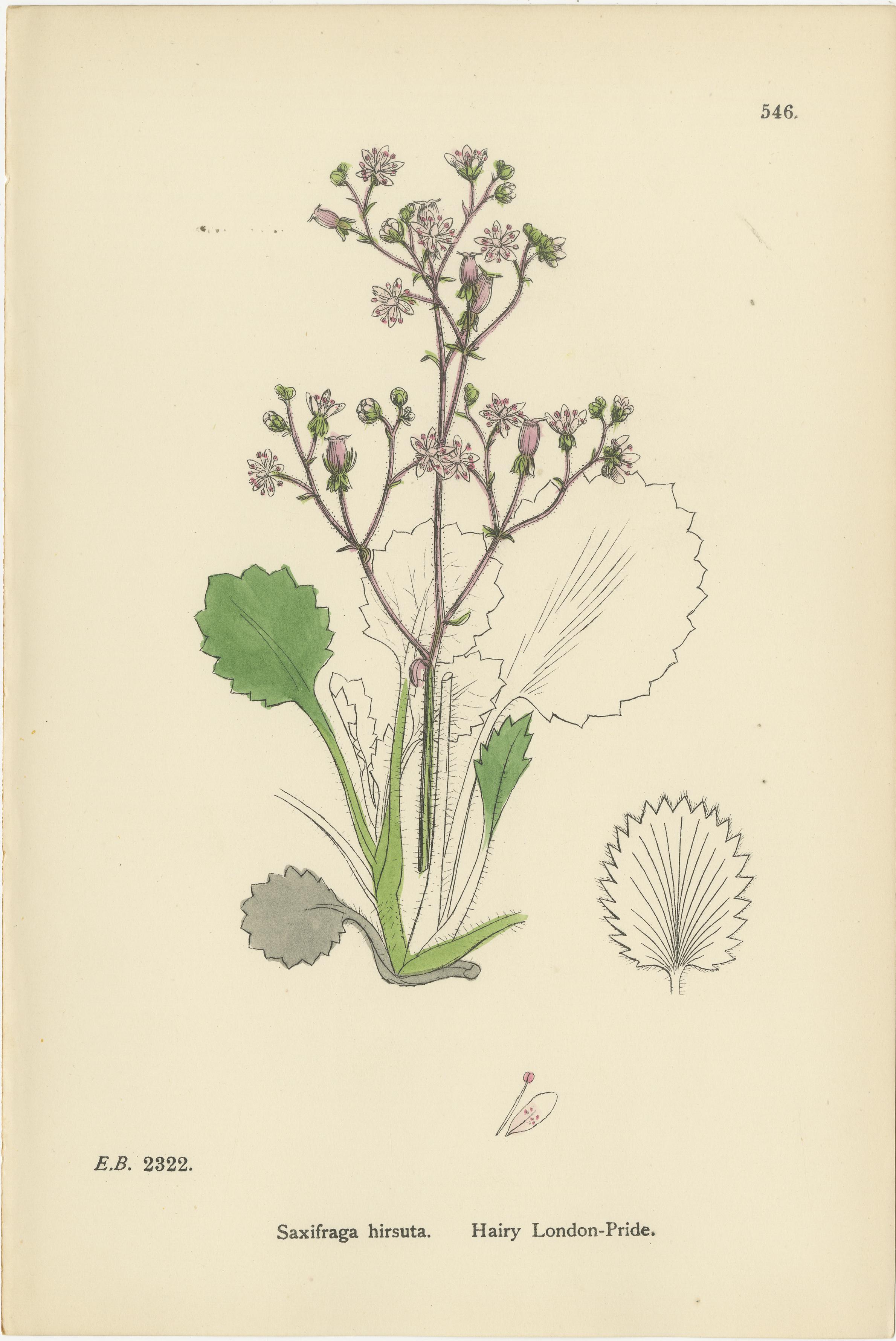 Handkolorierte botanische Kupferstiche von London-Pride und seinen Sorten, 1902 (Britisch) im Angebot