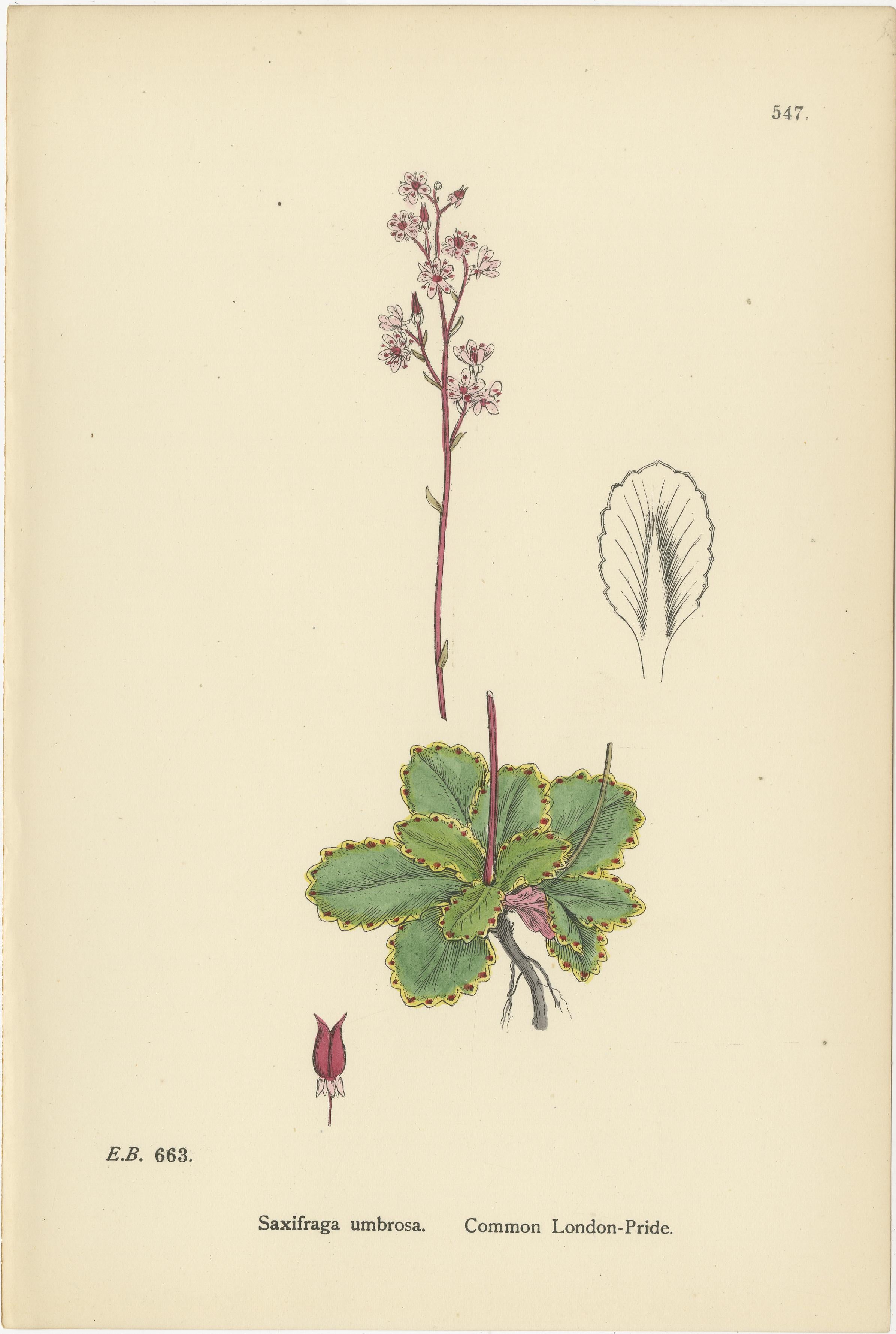 Handkolorierte botanische Kupferstiche von London-Pride und seinen Sorten, 1902 im Zustand „Gut“ im Angebot in Langweer, NL