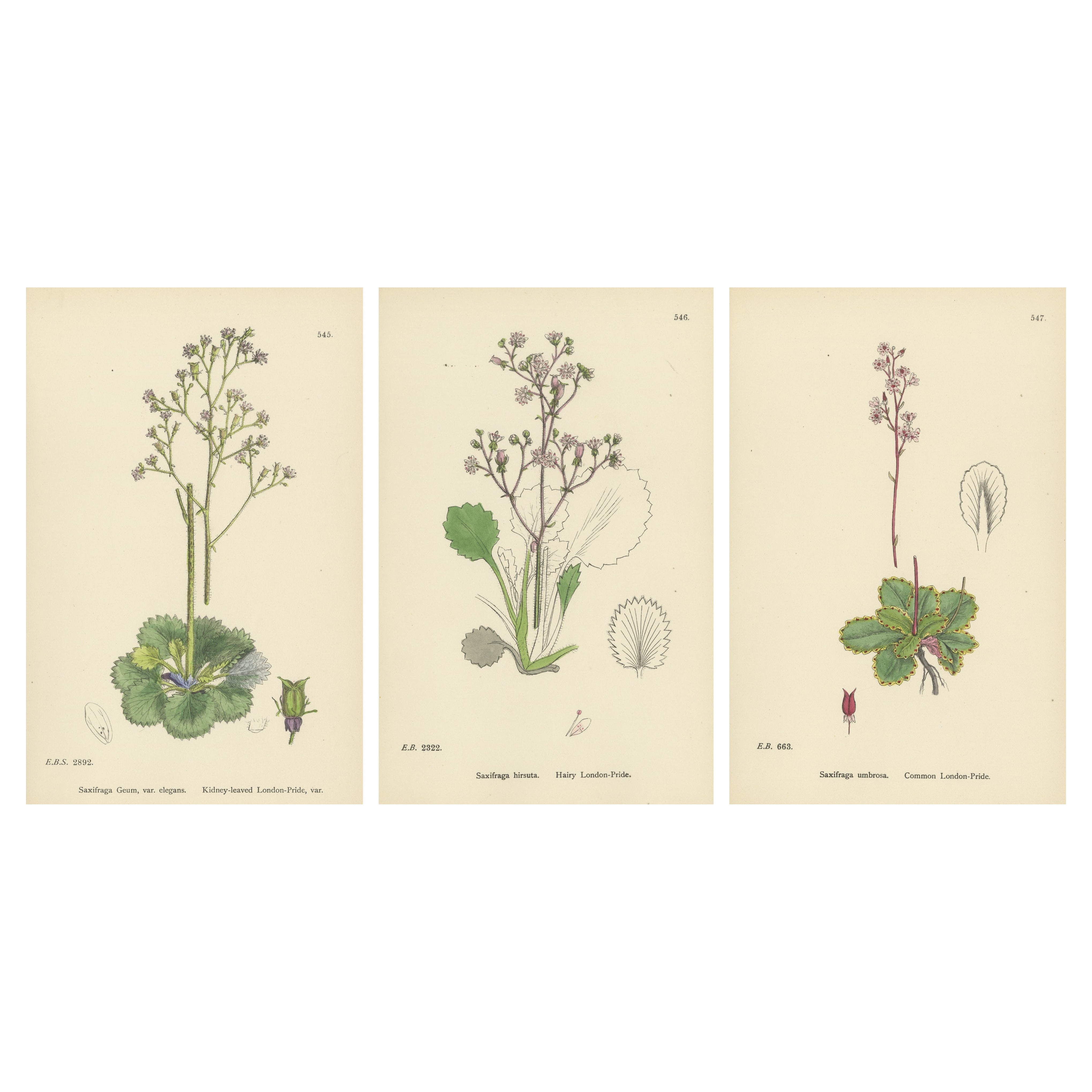 Hand-Colored Botanical Engravings of London-Pride and Its Varieties, 1902