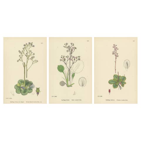 Hand-Colored Botanical Engravings of London-Pride and Its Varieties, 1902