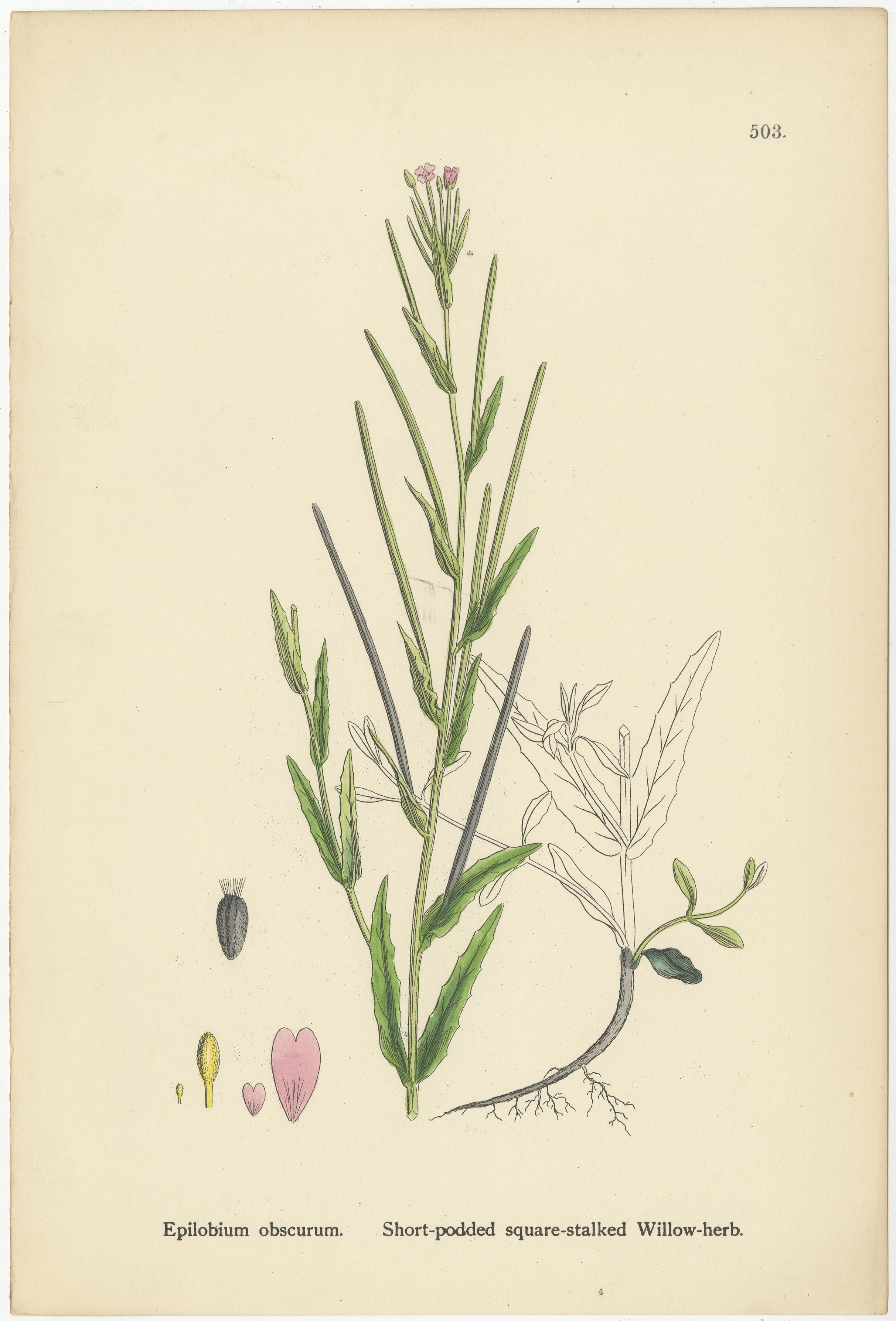 Titel: Handkolorierte botanische Stiche von Sumpf- und vierkantigen Weidenkräutern, 1902

Beschreibung:
Dieses zarte botanische Trio aus dem Jahr 1902 zeigt drei wunderschöne handkolorierte Stiche der Familie der Weidenröschen (Epilobium), die