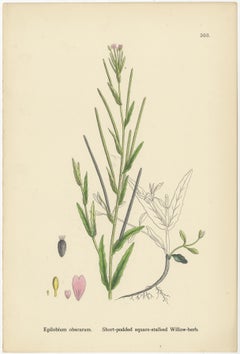 Hand-Colored Botanical Engravings of Marsh and Square-Stalked Willow-Herbs, 1902