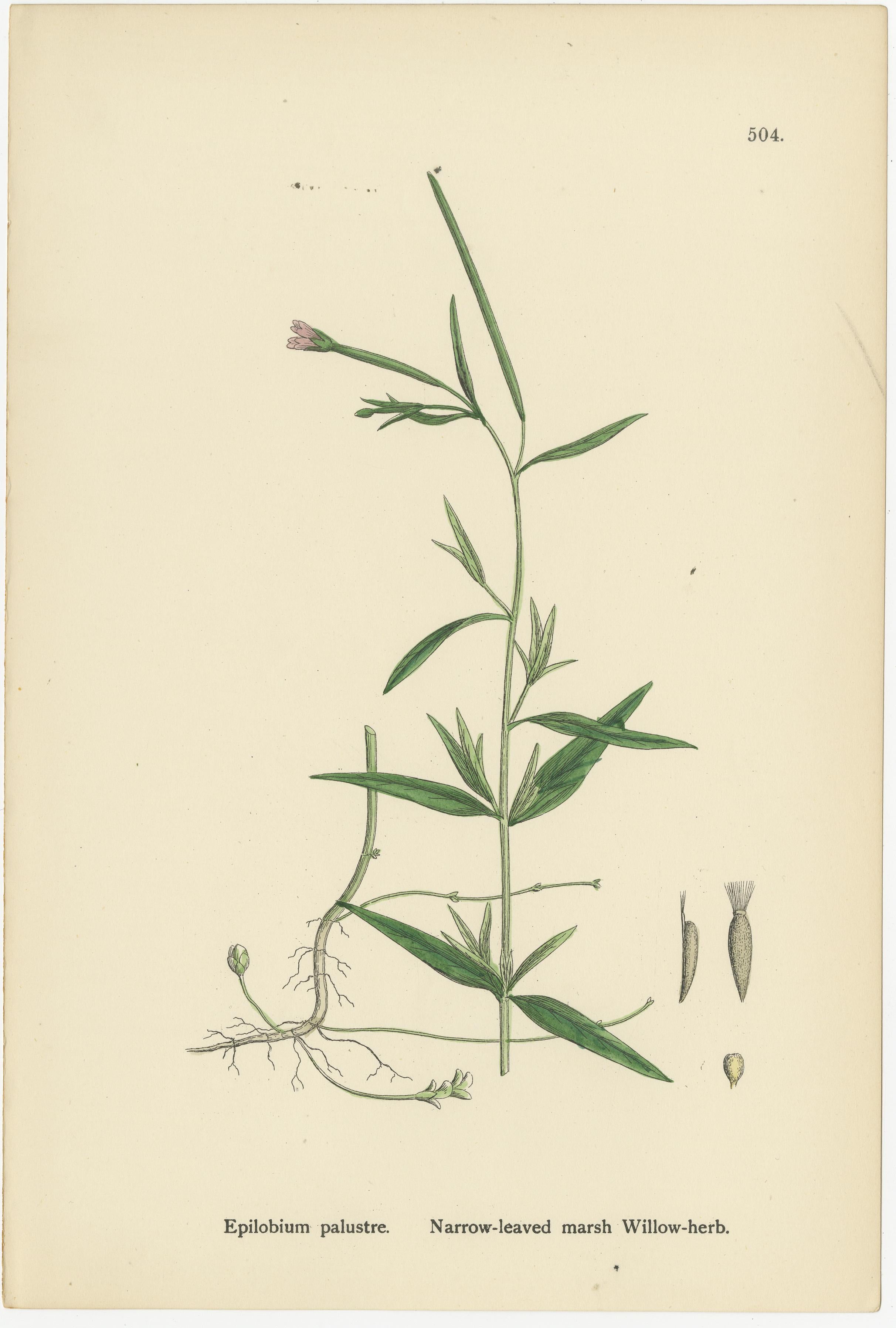 Handkolorierte botanische Stiche von Sumpf- und Weidenkräutern mit vierkantigem Stiel, 1902 (Britisch) im Angebot