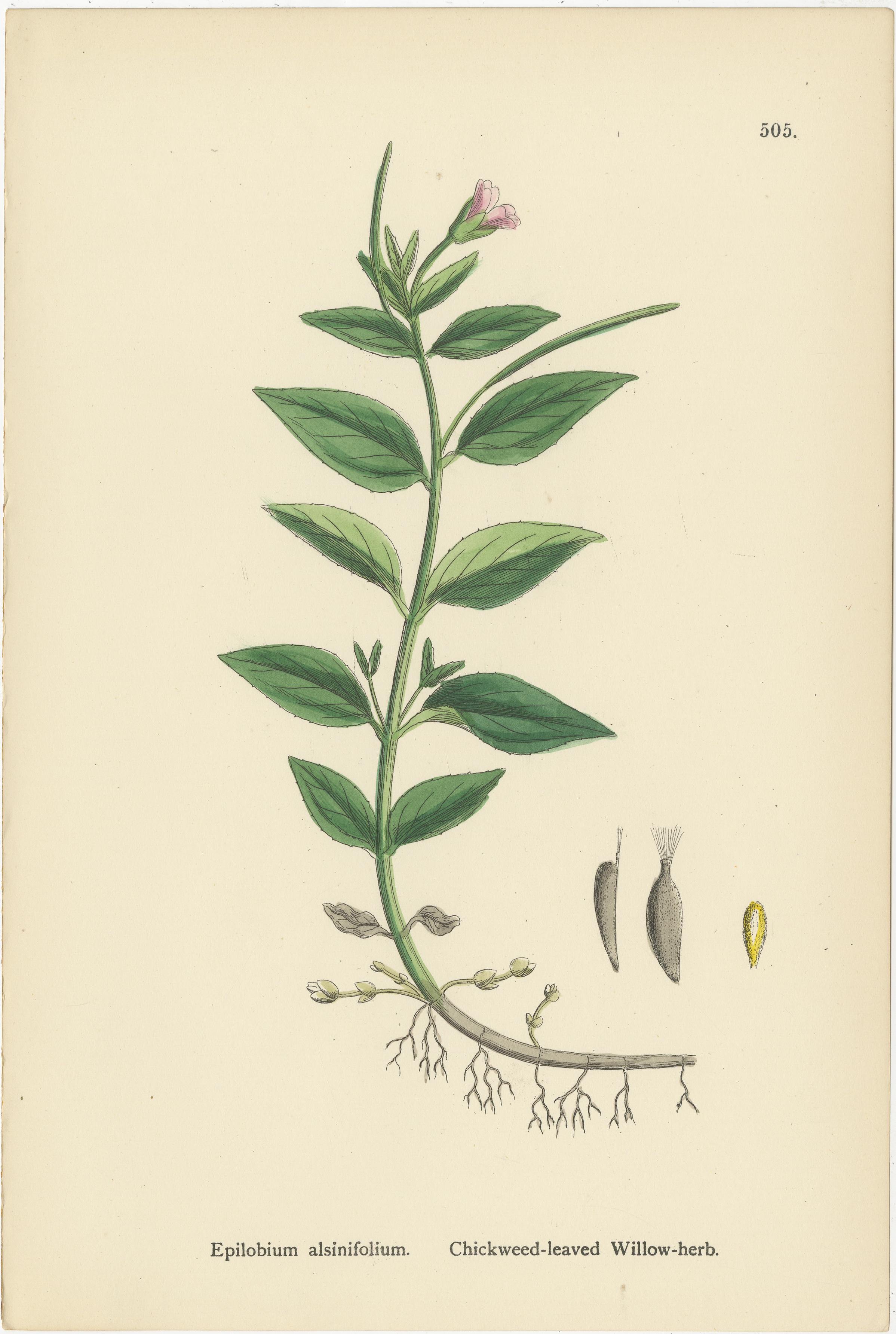 Handkolorierte botanische Stiche von Sumpf- und Weidenkräutern mit vierkantigem Stiel, 1902 im Zustand „Gut“ im Angebot in Langweer, NL