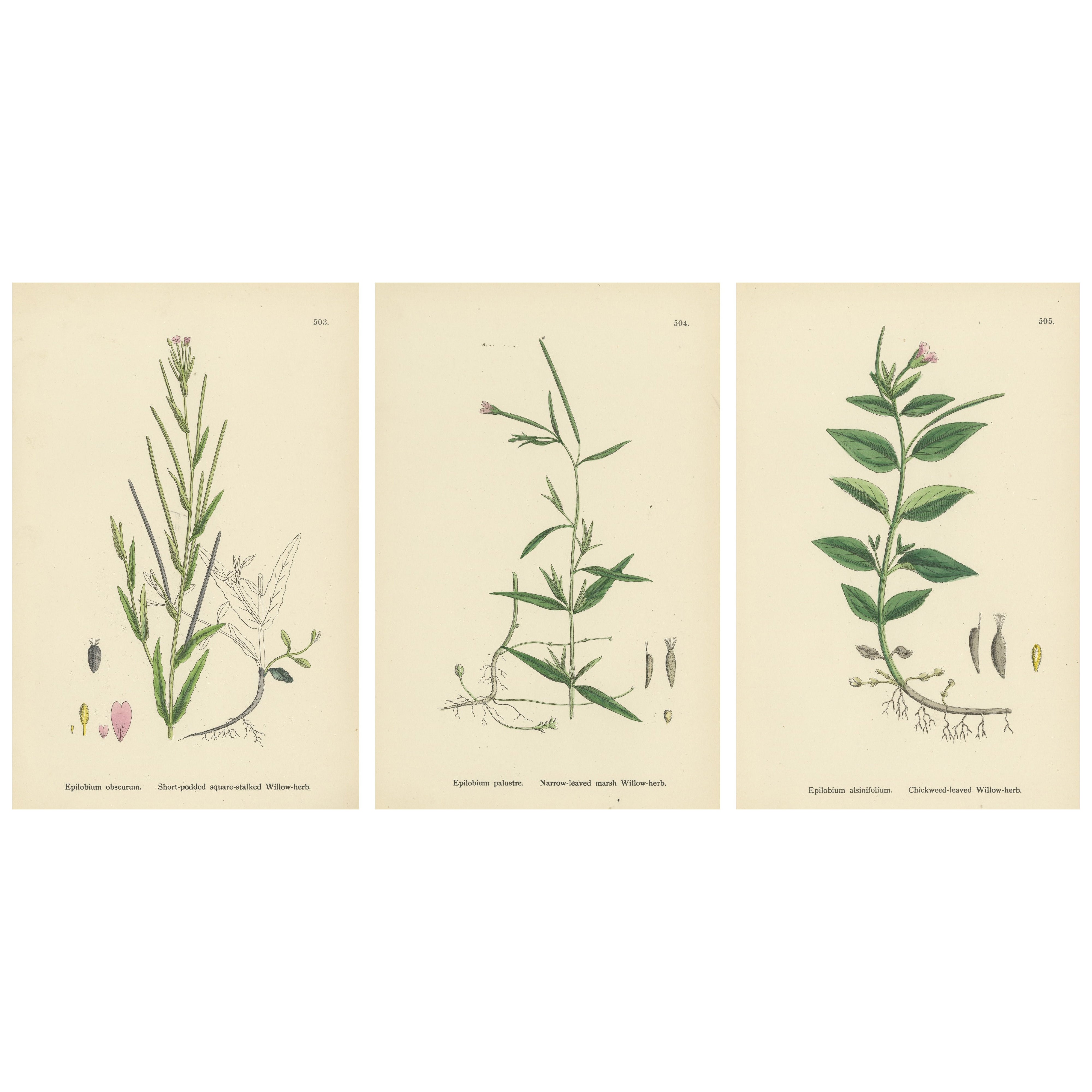 Handkolorierte botanische Stiche von Sumpf- und Weidenkräutern mit vierkantigem Stiel, 1902