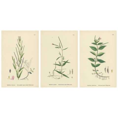 Hand-Colored Botanical Engravings of Marsh and Square-Stalked Willow-Herbs, 1902