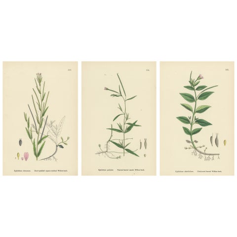 Hand-Colored Botanical Engravings of Marsh and Square-Stalked Willow-Herbs, 1902