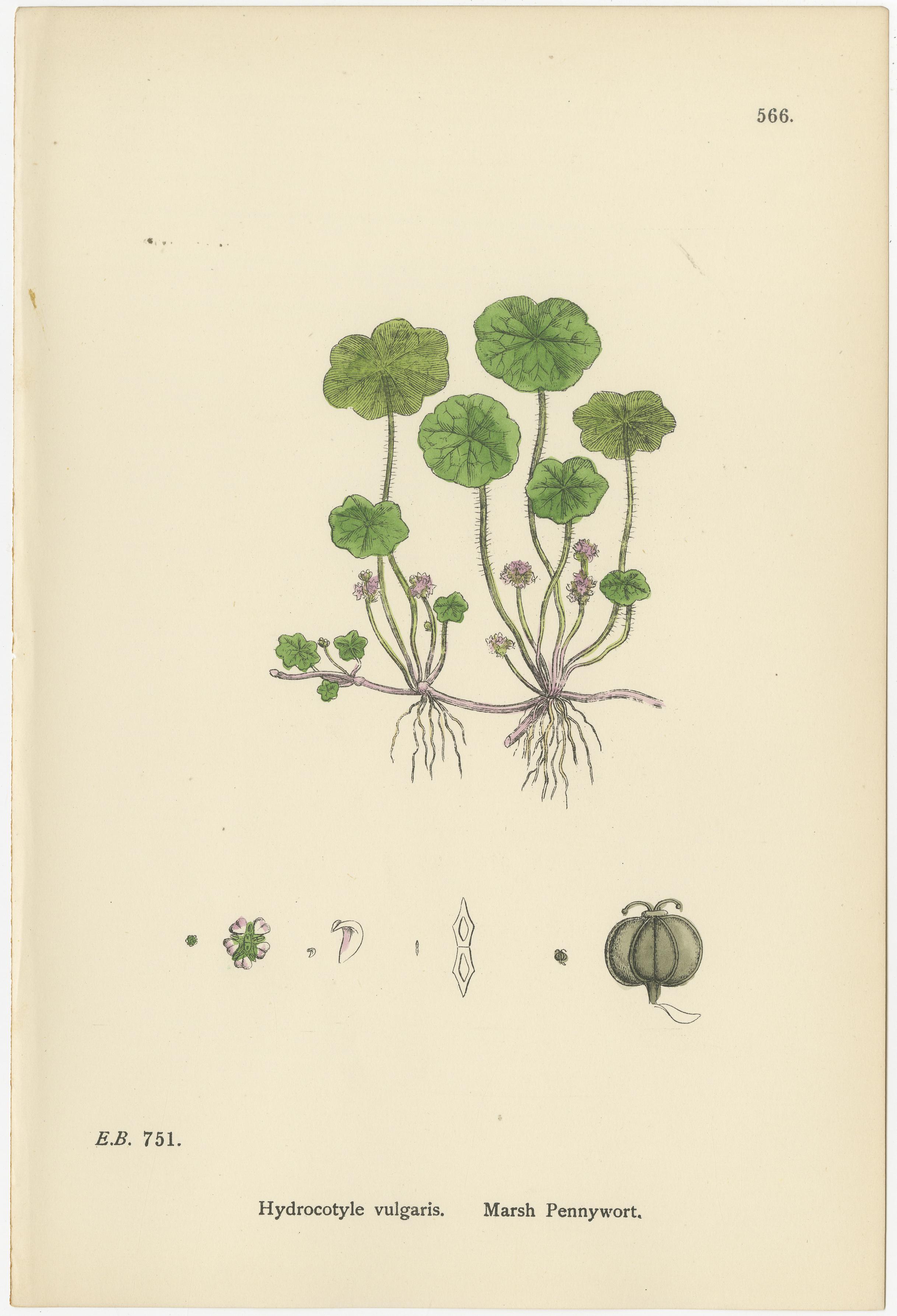Handkolorierte botanische Stiche von Sumpfporst, Astrantia und Sanicle, 1902

Beschreibung:
Dieser elegante Satz von drei handkolorierten botanischen Stichen aus dem Jahr 1902 zeigt *Hydrocotyle vulgaris* (Sumpf-Pfennigkraut), *Astrantia major*