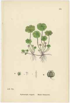 Hand-Colored Botanical Engravings of Marsh Pennywort, Astrantia & Sanicle, 1902