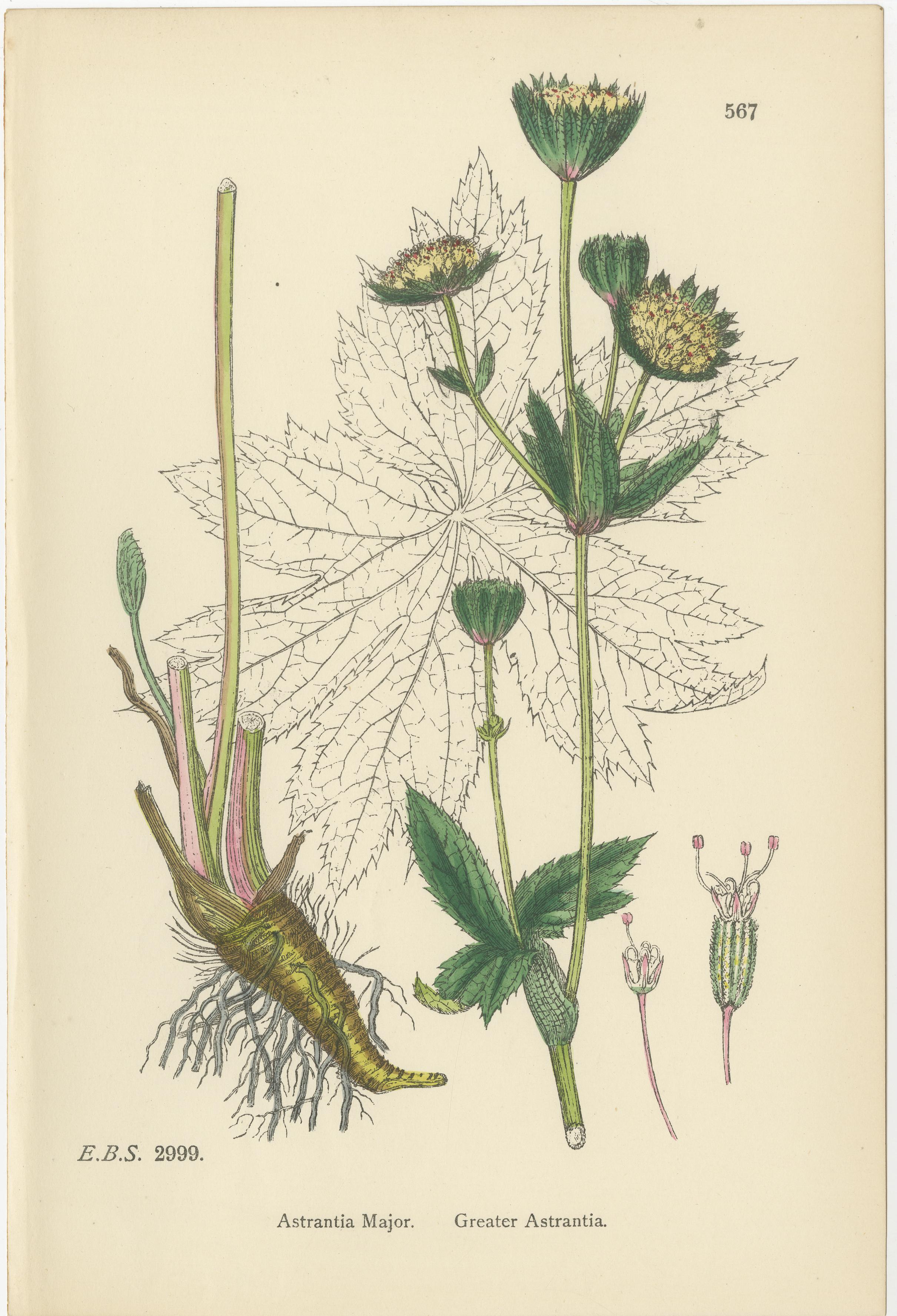 Handkolorierte botanische Stiche von Sumpfpfennigkraut, Astrantia & Sanicle, 1902 (Britisch) im Angebot