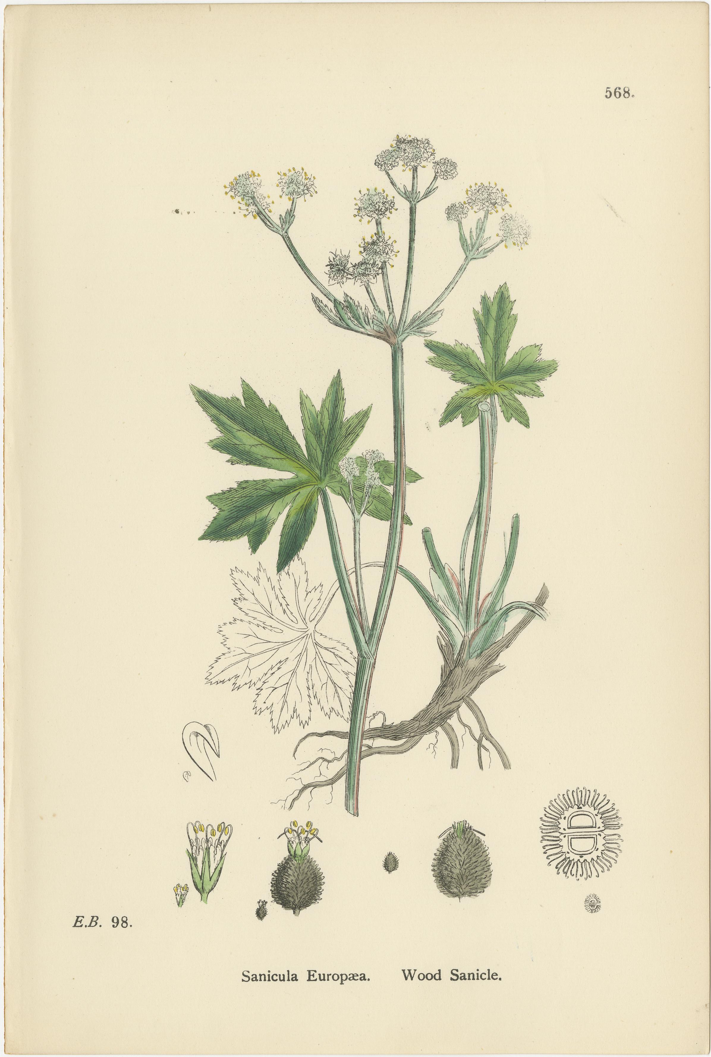 Handkolorierte botanische Stiche von Sumpfpfennigkraut, Astrantia & Sanicle, 1902 im Zustand „Gut“ im Angebot in Langweer, NL