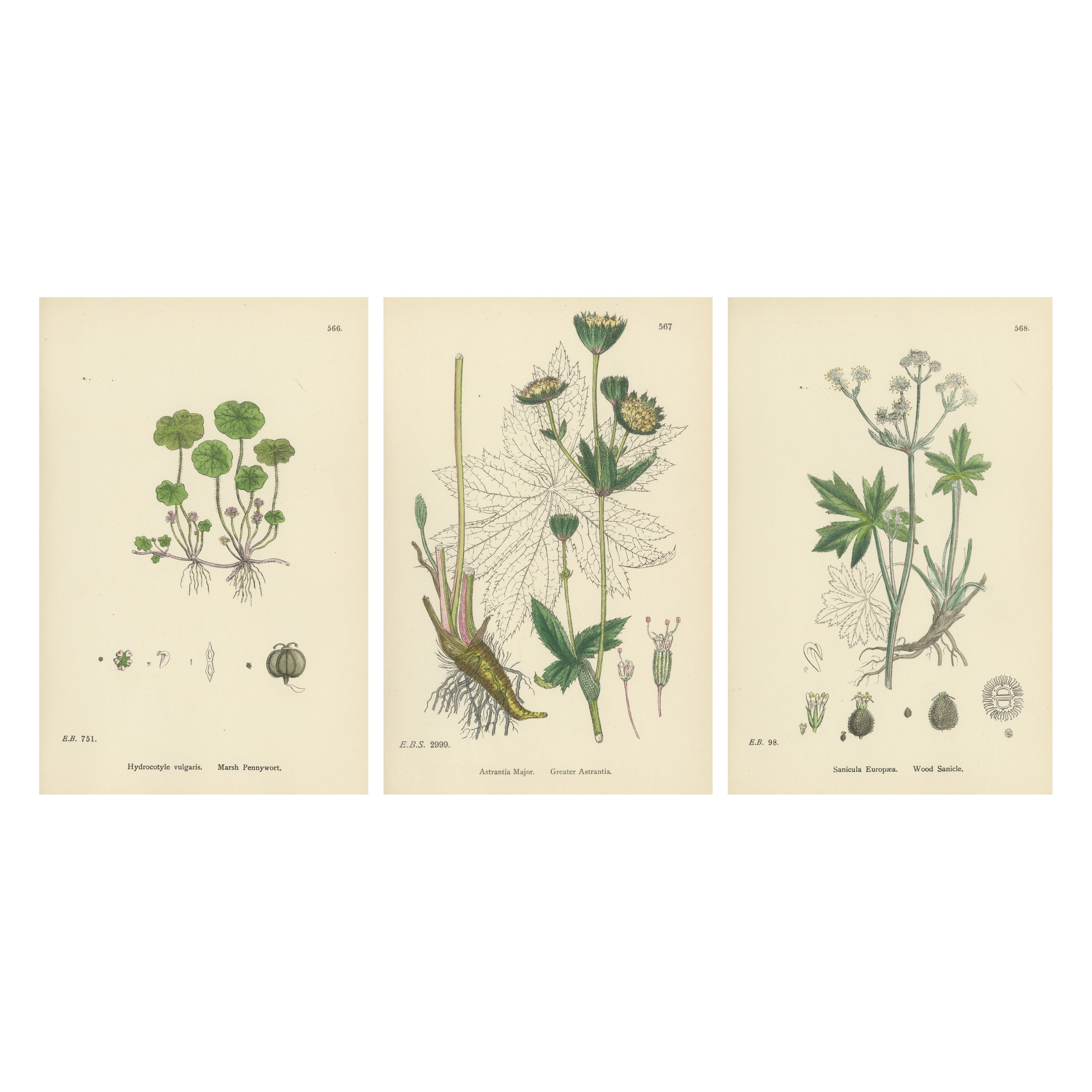 Hand-Colored Botanical Engravings of Marsh Pennywort, Astrantia & Sanicle, 1902