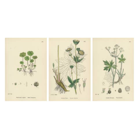 Hand-Colored Botanical Engravings of Marsh Pennywort, Astrantia & Sanicle, 1902
