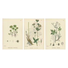 Hand-Colored Botanical Engravings of Marsh Pennywort, Astrantia & Sanicle, 1902