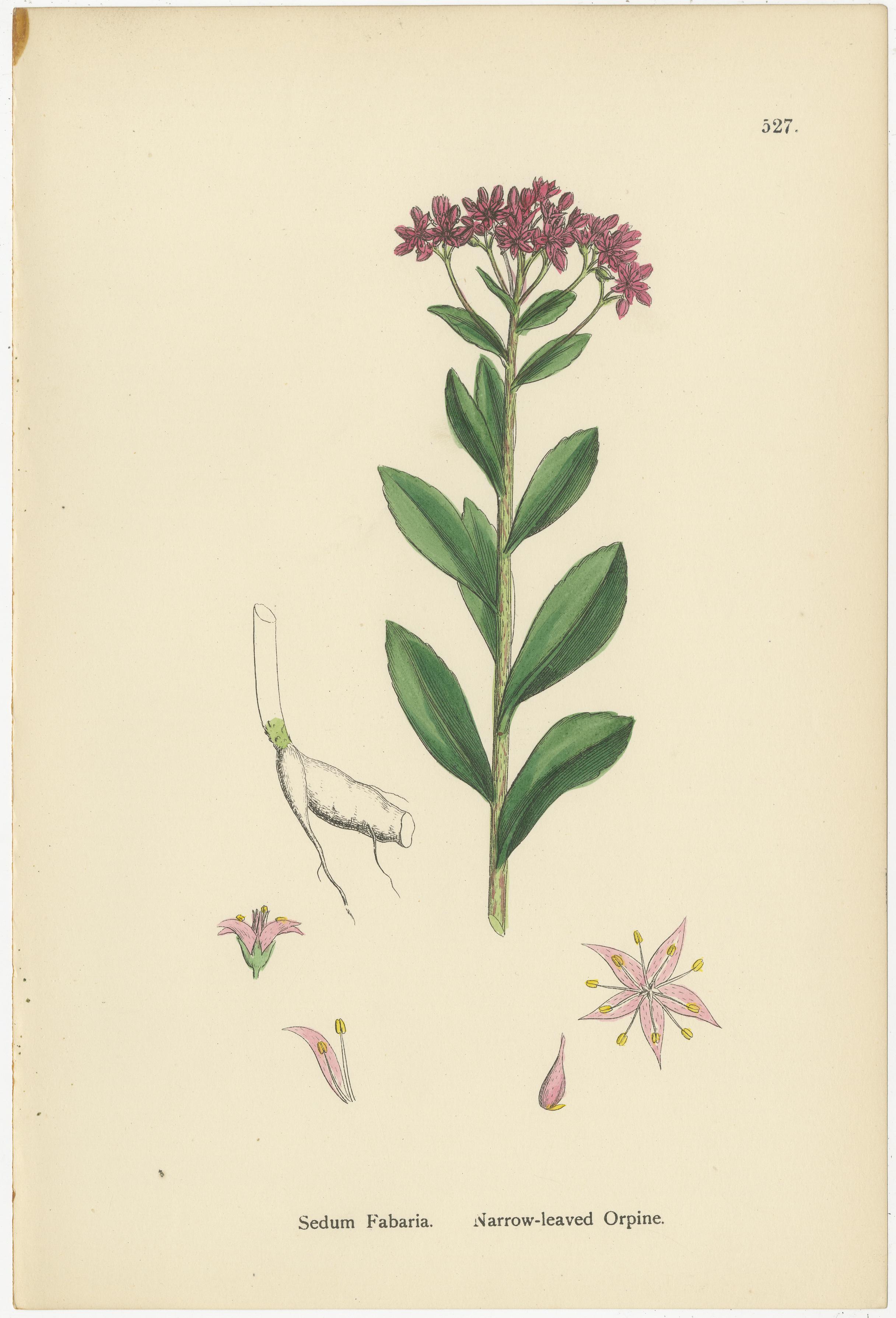 Titel: Handkolorierte botanische Stiche von moosbewachsener Tillaea, Rosenwurz und breitblättriger Orpine, 1902

Beschreibung:
Dieser elegante Satz von drei handkolorierten botanischen Stichen aus dem Jahr 1902 stellt eine fesselnde Studie der