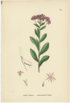 Hand-Colored Botanical Engravings of Narrow-Leaved Orpine and Stone-Crops, 1902