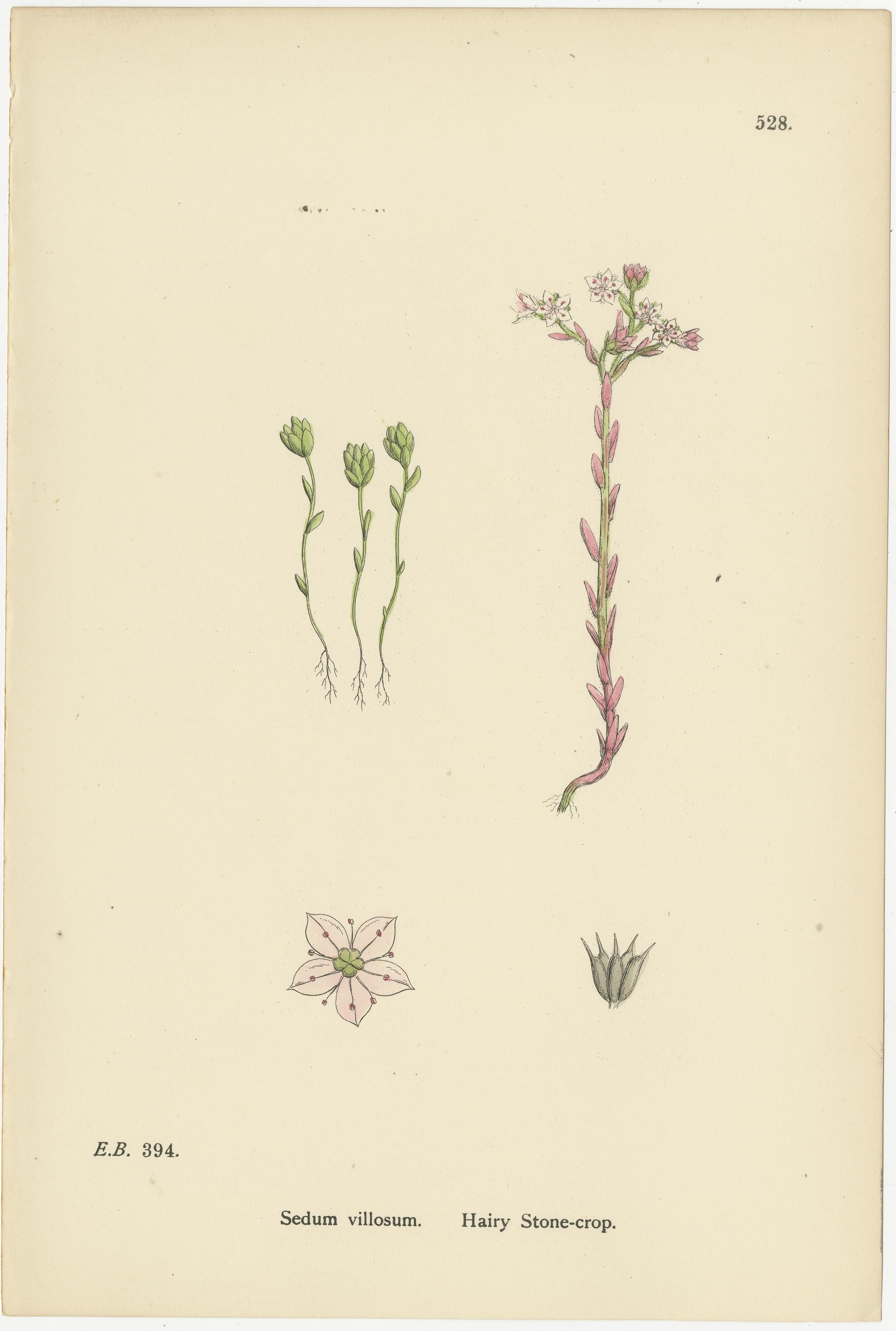 Handkolorierte botanische Stiche von Schmalblättriger Orpine und Steinkreuzblütlern, 1902 (Britisch) im Angebot