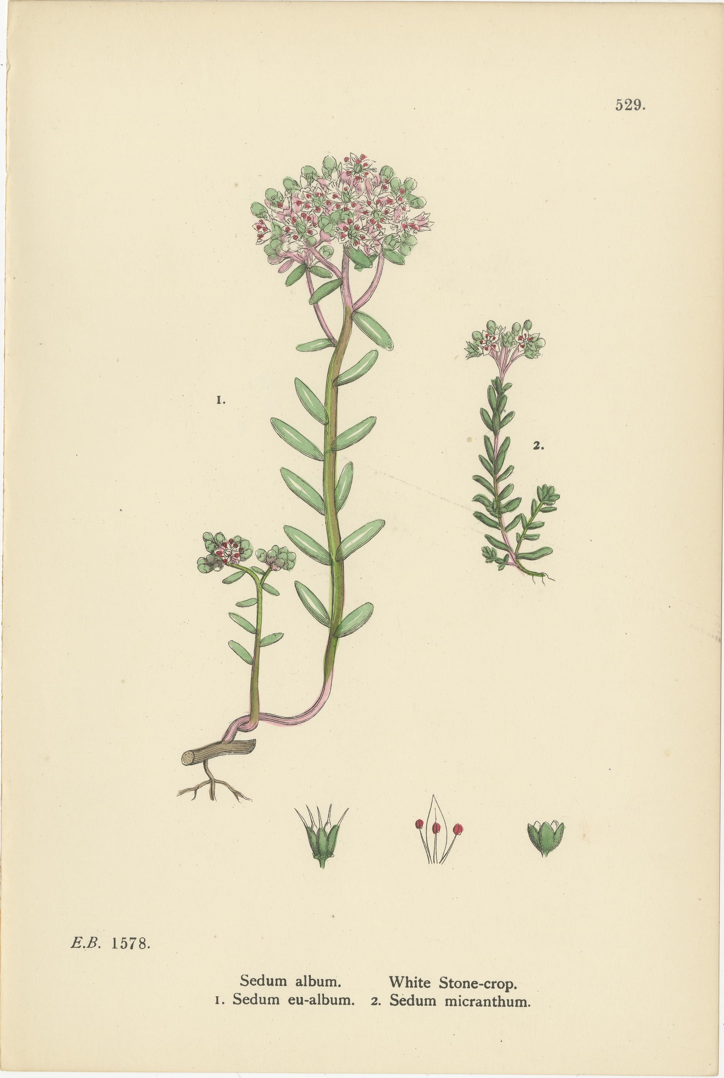 Handkolorierte botanische Stiche von Schmalblättriger Orpine und Steinkreuzblütlern, 1902 im Zustand „Gut“ im Angebot in Langweer, NL