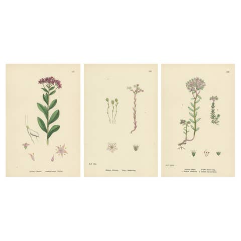 Hand-Colored Botanical Engravings of Narrow-Leaved Orpine and Stone-Crops, 1902