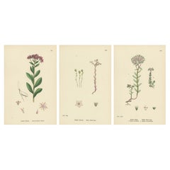 Antique Hand-Colored Botanical Engravings of Narrow-Leaved Orpine and Stone-Crops, 1902