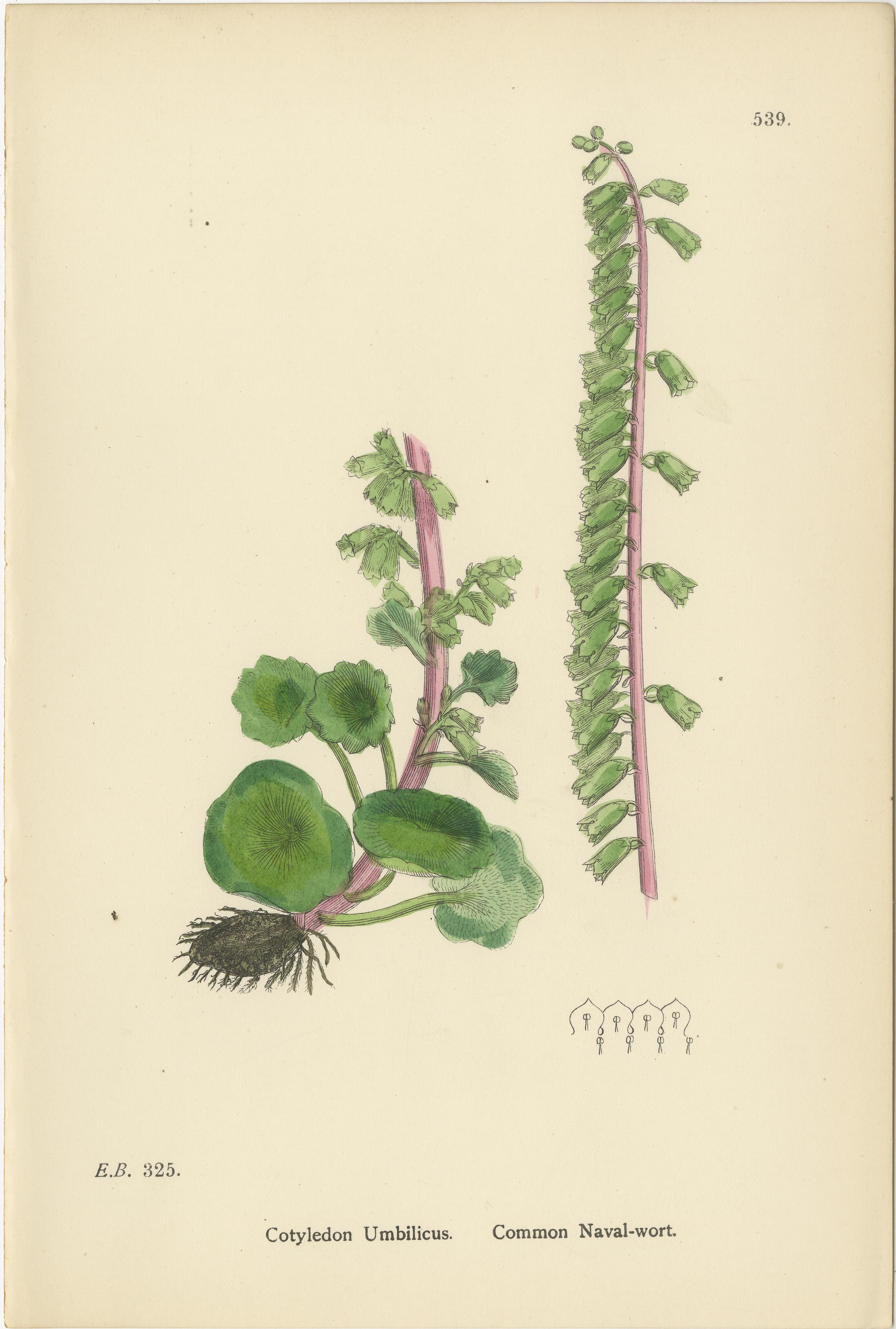 Titel: Handkolorierte botanische Kupferstiche von Seekraut und Gebirgssaxifragmenten, 1902

Beschreibung:
Dieses raffinierte Trio handkolorierter botanischer Stiche aus dem Jahr 1902 zeigt Cotyledon umbilicus (Gewöhnliches Nabelkraut), Saxifraga