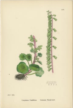 Hand-Colored Botanical Engravings of Naval-wort and Mountain Saxifrages, 1902