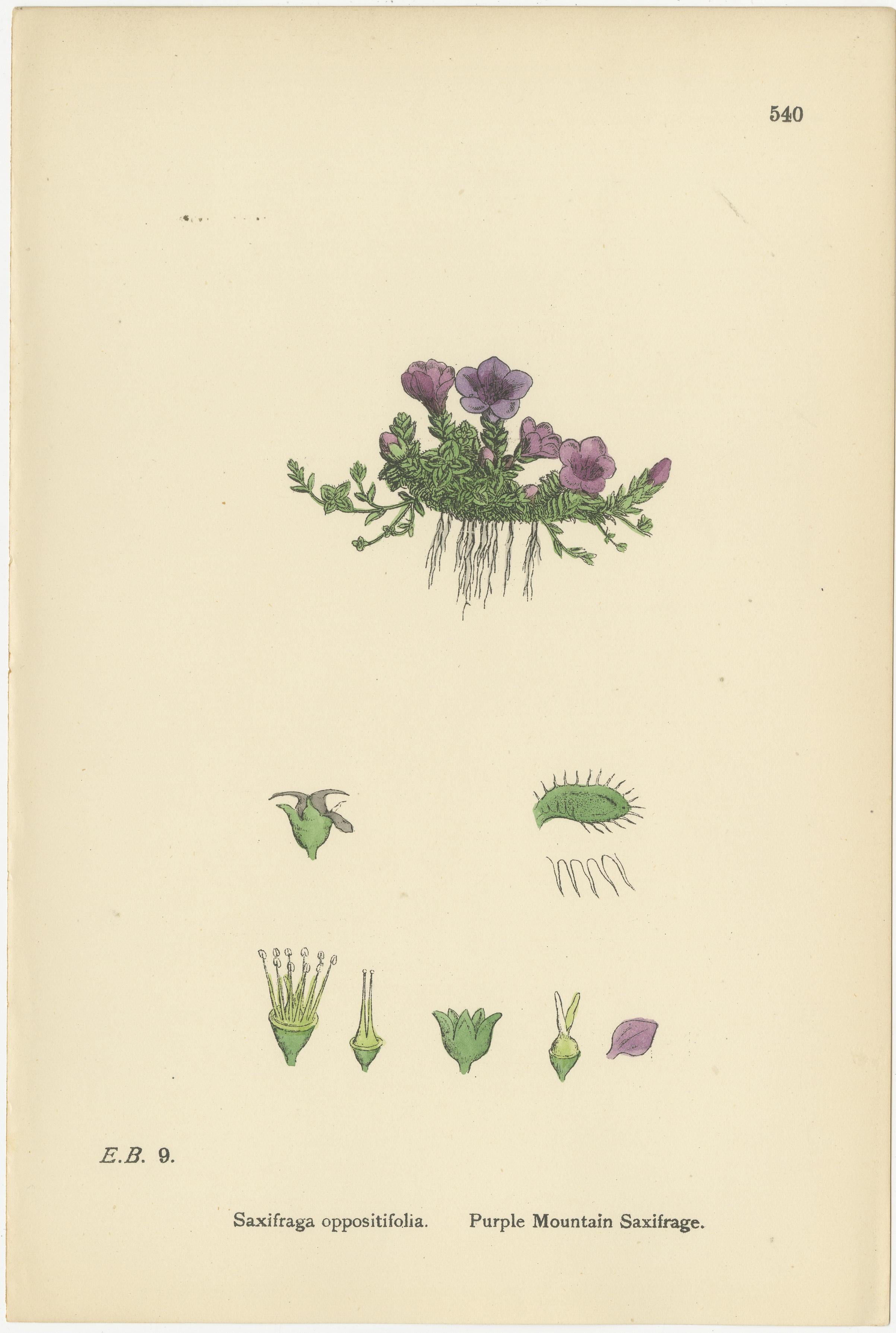 Handkolorierte botanische Stiche von Seekraut und Gebirgssaxifrauen, 1902 (Britisch) im Angebot