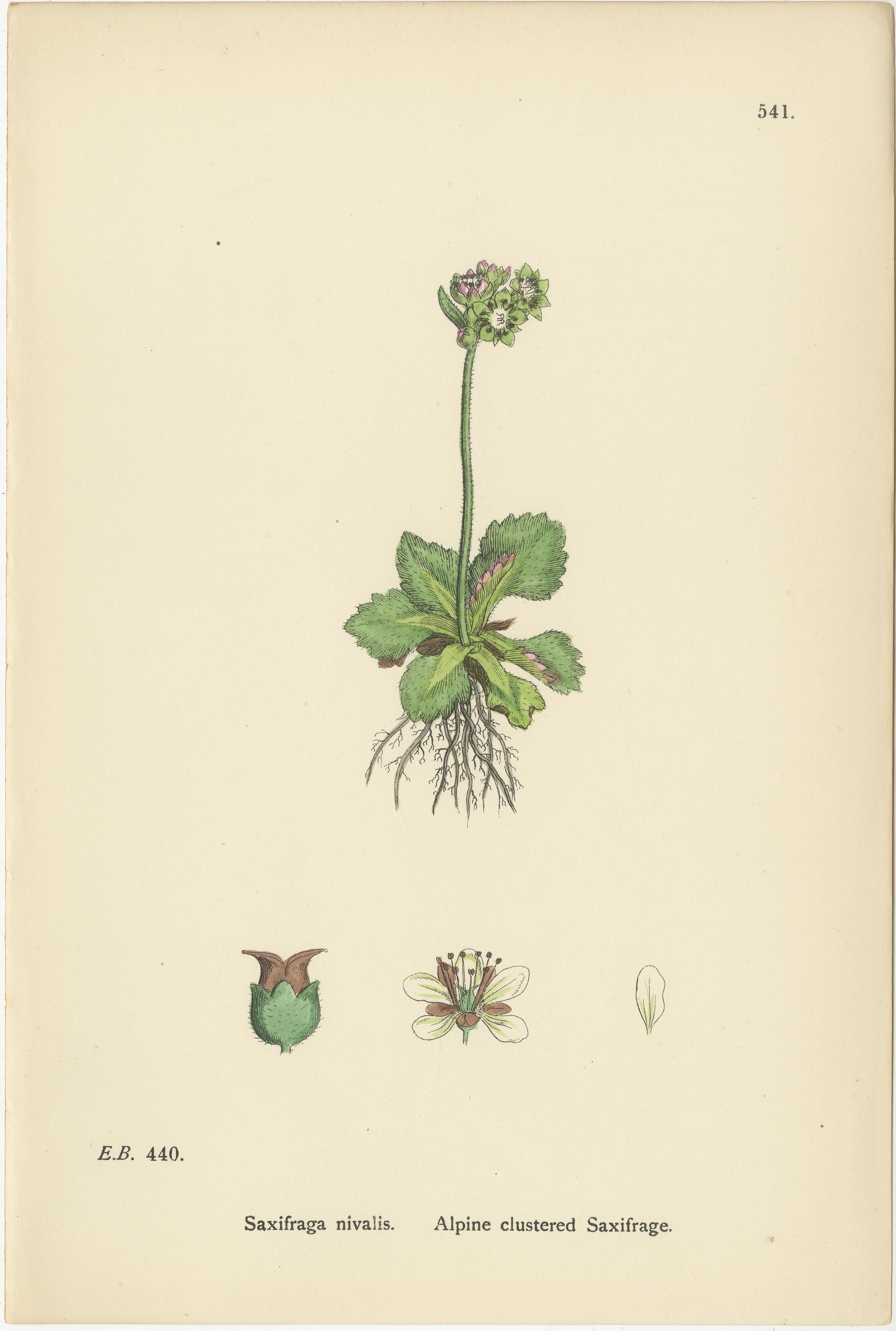 Handkolorierte botanische Stiche von Seekraut und Gebirgssaxifrauen, 1902 im Zustand „Gut“ im Angebot in Langweer, NL