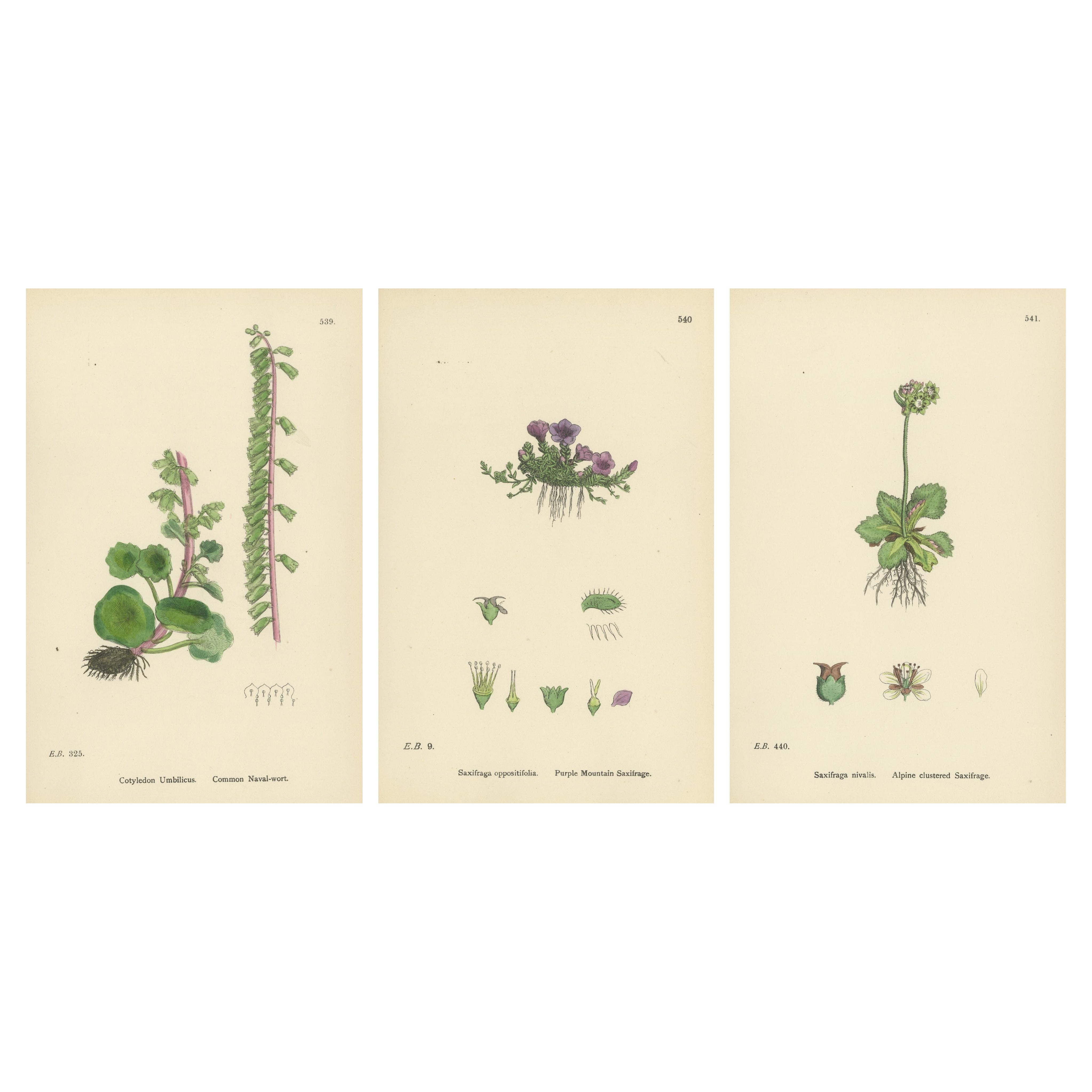 Handkolorierte botanische Stiche von Seekraut und Gebirgssaxifrauen, 1902