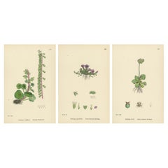 Hand-Colored Botanical Engravings of Naval-wort and Mountain Saxifrages, 1902