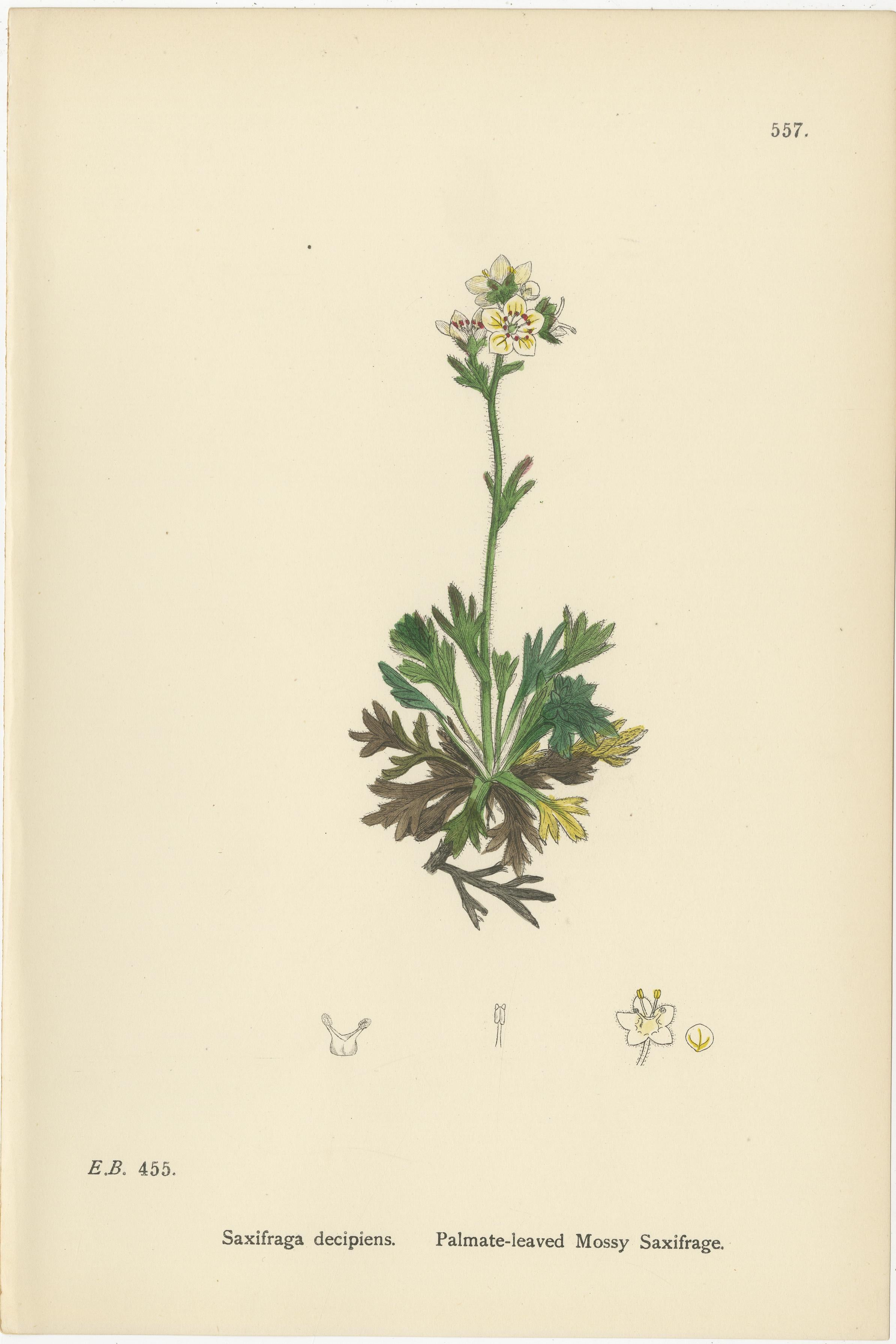 Handkolorierte botanische Stiche von palmenartigen und moosigen Saxifrages, 1902

Dieses charmante Trio handkolorierter botanischer Stiche aus dem Jahr 1902 präsentiert Saxifraga decipiens (Palmblättriger Moos-Steinbrech), Saxifraga hirta var.