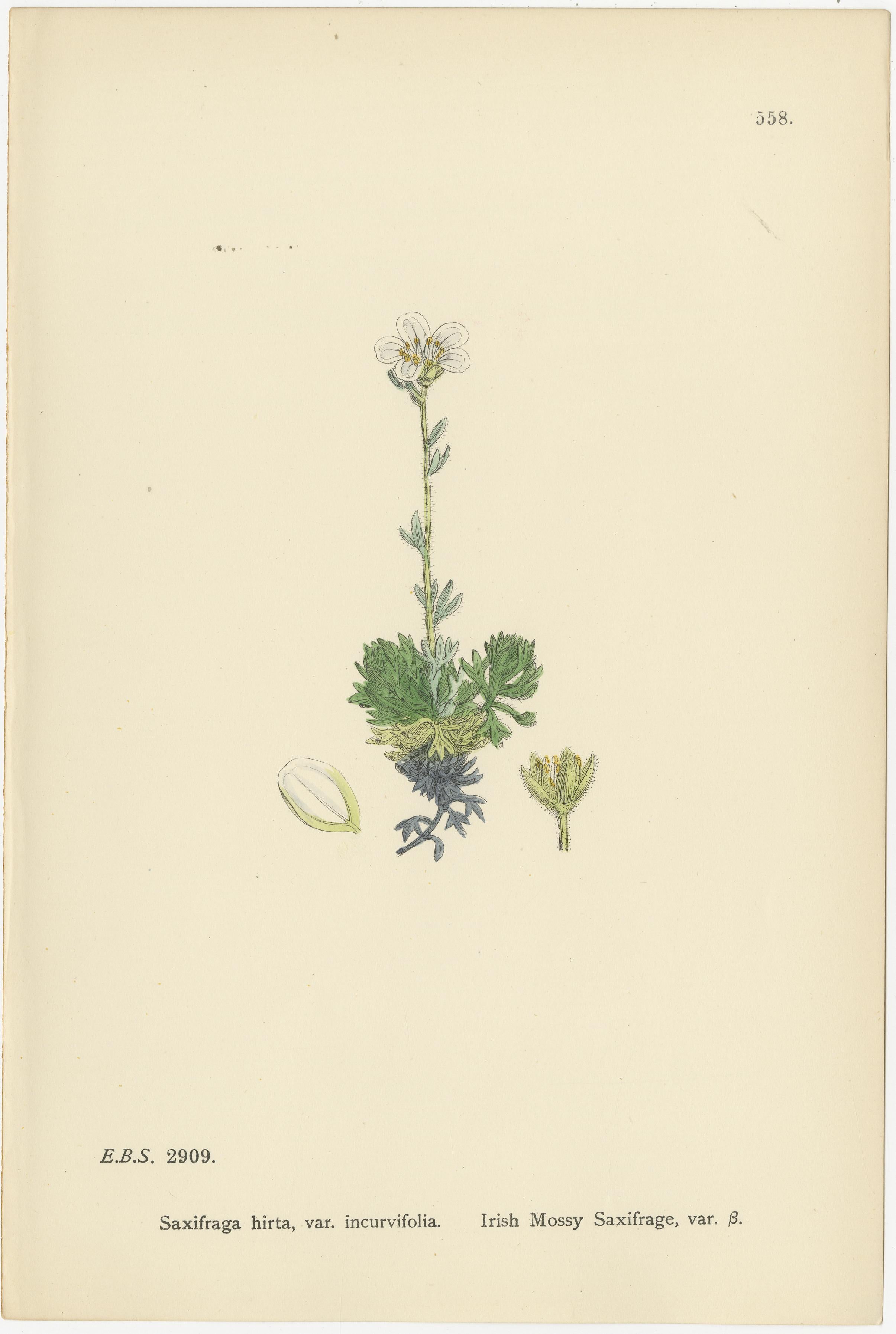 Handkolorierte botanische Stiche von palmenartigen und moosigen Saxifrages, 1902 (Britisch) im Angebot