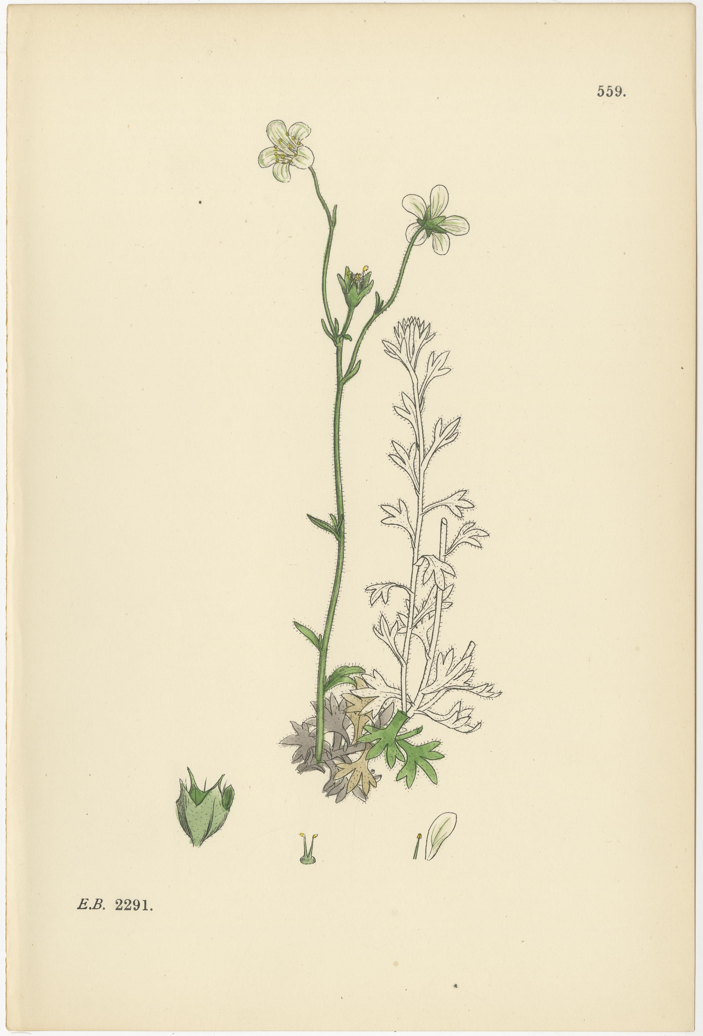 Handkolorierte botanische Stiche von palmenartigen und moosigen Saxifrages, 1902 im Zustand „Gut“ im Angebot in Langweer, NL