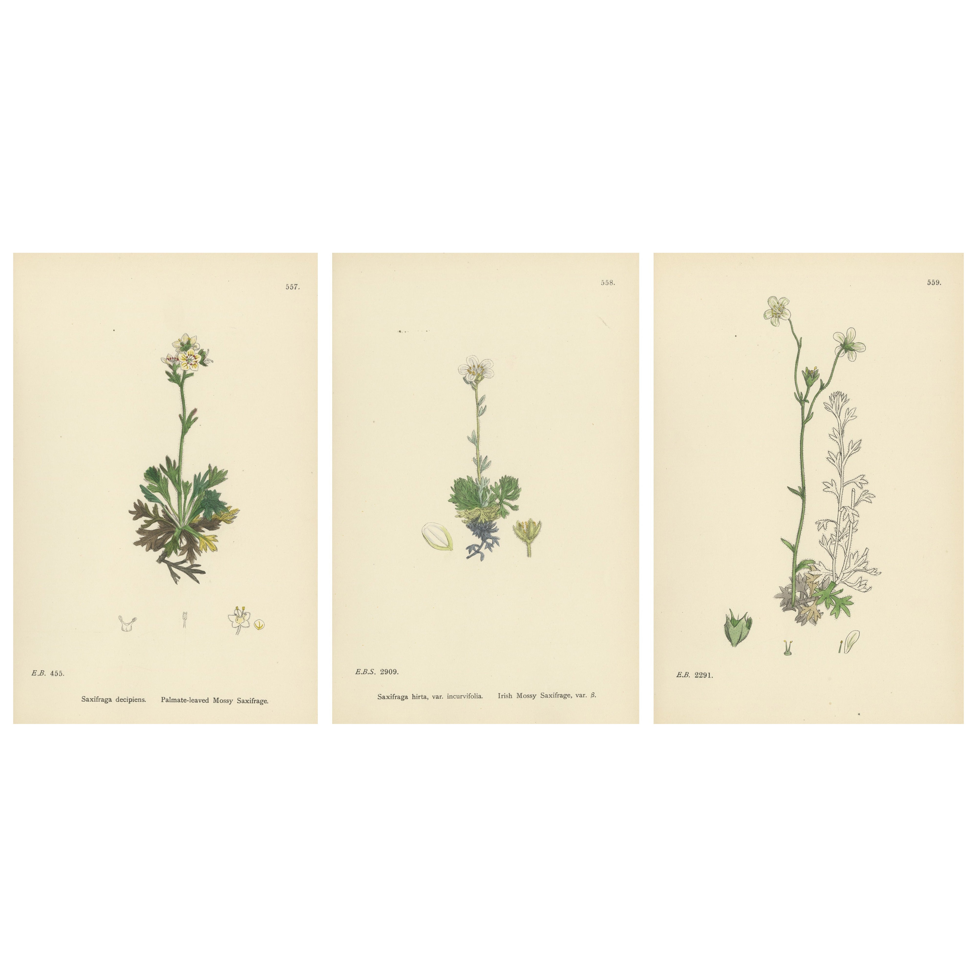 Hand-Colored Botanical Engravings of Palmate and Mossy Saxifrages, 1902