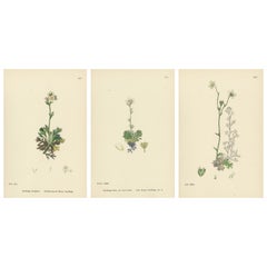 Hand-Colored Botanical Engravings of Palmate and Mossy Saxifrages, 1902