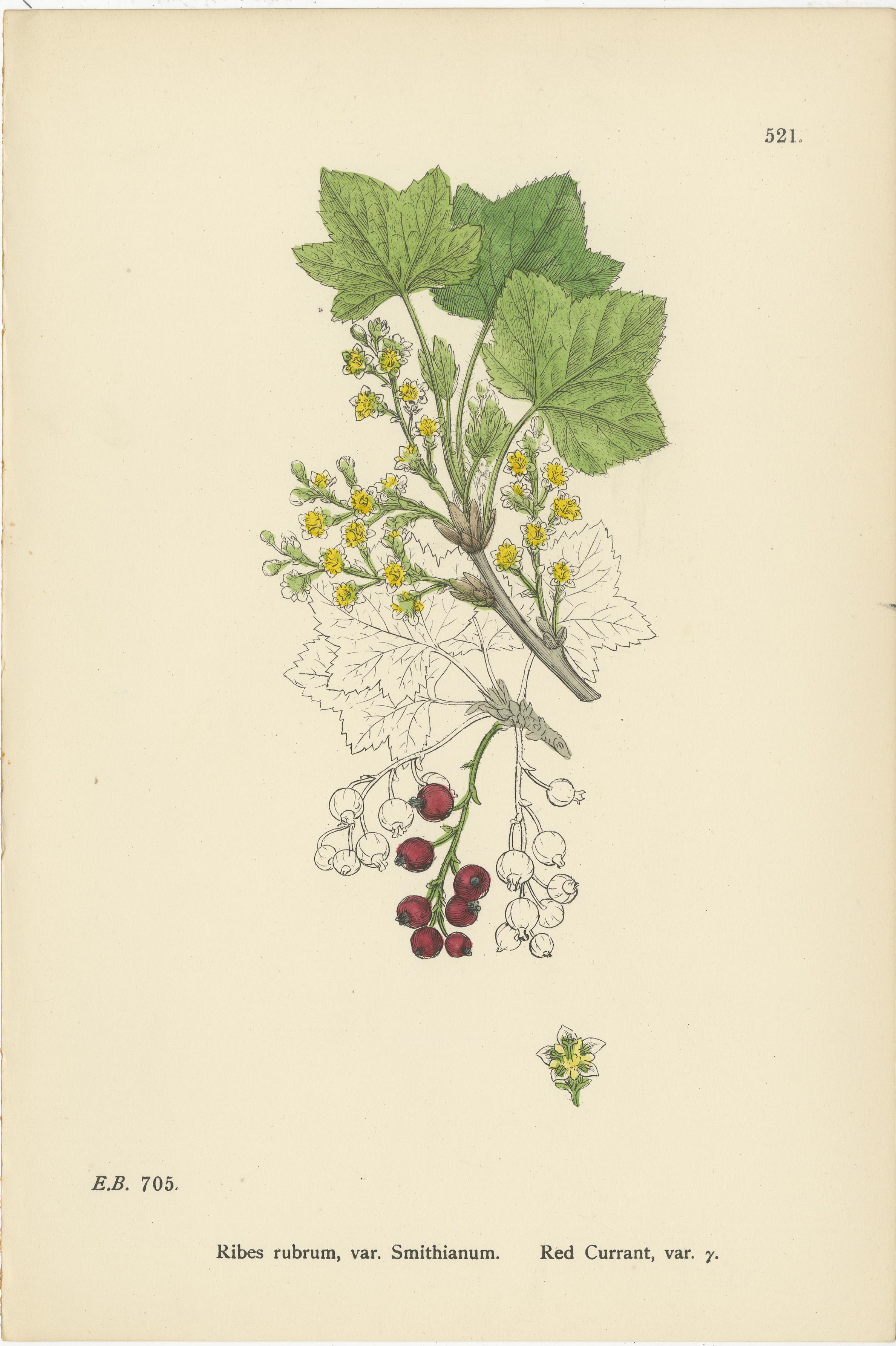 Hand-Colored Botanical Engravings of Red and Black Currant Varieties, 1902