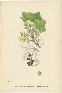 Hand-Colored Botanical Engravings of Red and Black Currant Varieties, 1902