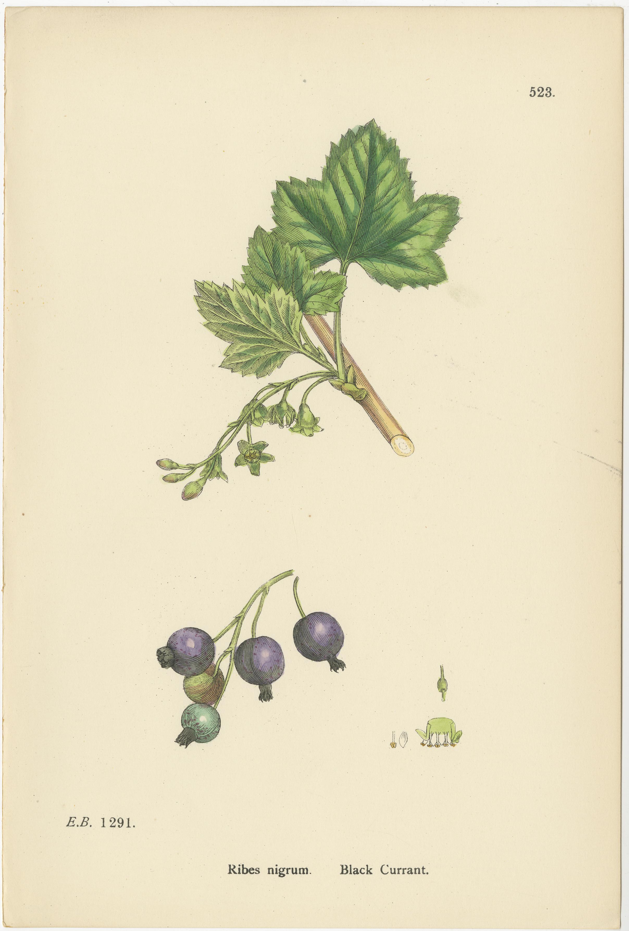 Hand-Colored Botanical Engravings of Red and Black Currant Varieties, 1902
