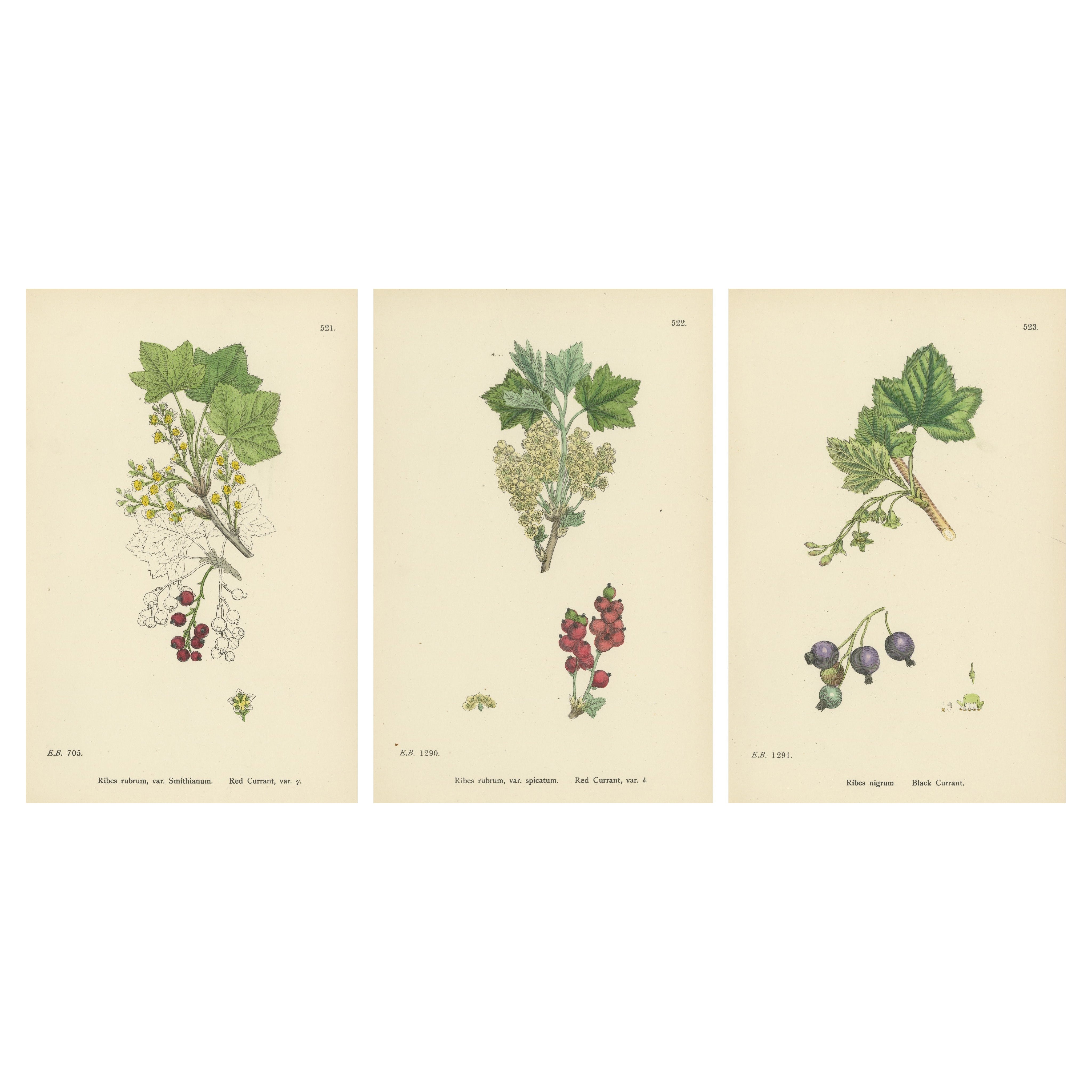 Hand-Colored Botanical Engravings of Red and Black Currant Varieties, 1902