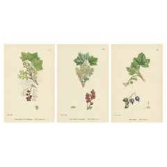 Hand-Colored Botanical Engravings of Red and Black Currant Varieties, 1902