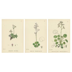 Hand-Colored Botanical Engravings of Starry and London-Pride Saxifrages, 1902