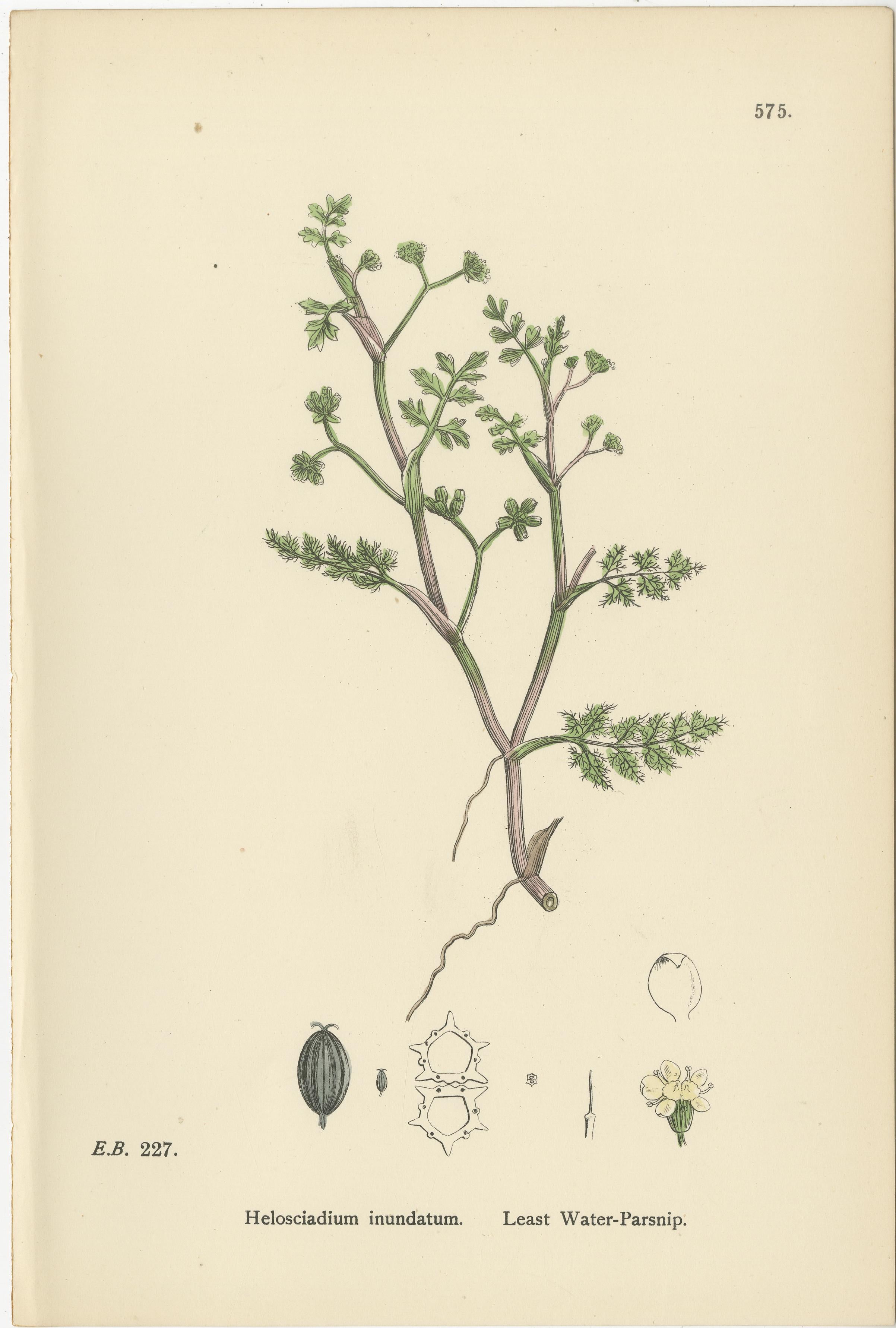 Hand-Colored Botanical Engravings of Water-Parsnip and Parsley Varieties, 1902

This refined set of three hand-colored botanical engravings from 1902 presents Helosciadium inundatum (Least Water-Parsnip), Petroselinum sativum (Common Parsley), and