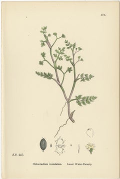 Hand-Colored Botanical Engravings of Water-Parsnip and Parsley Varieties, 1902