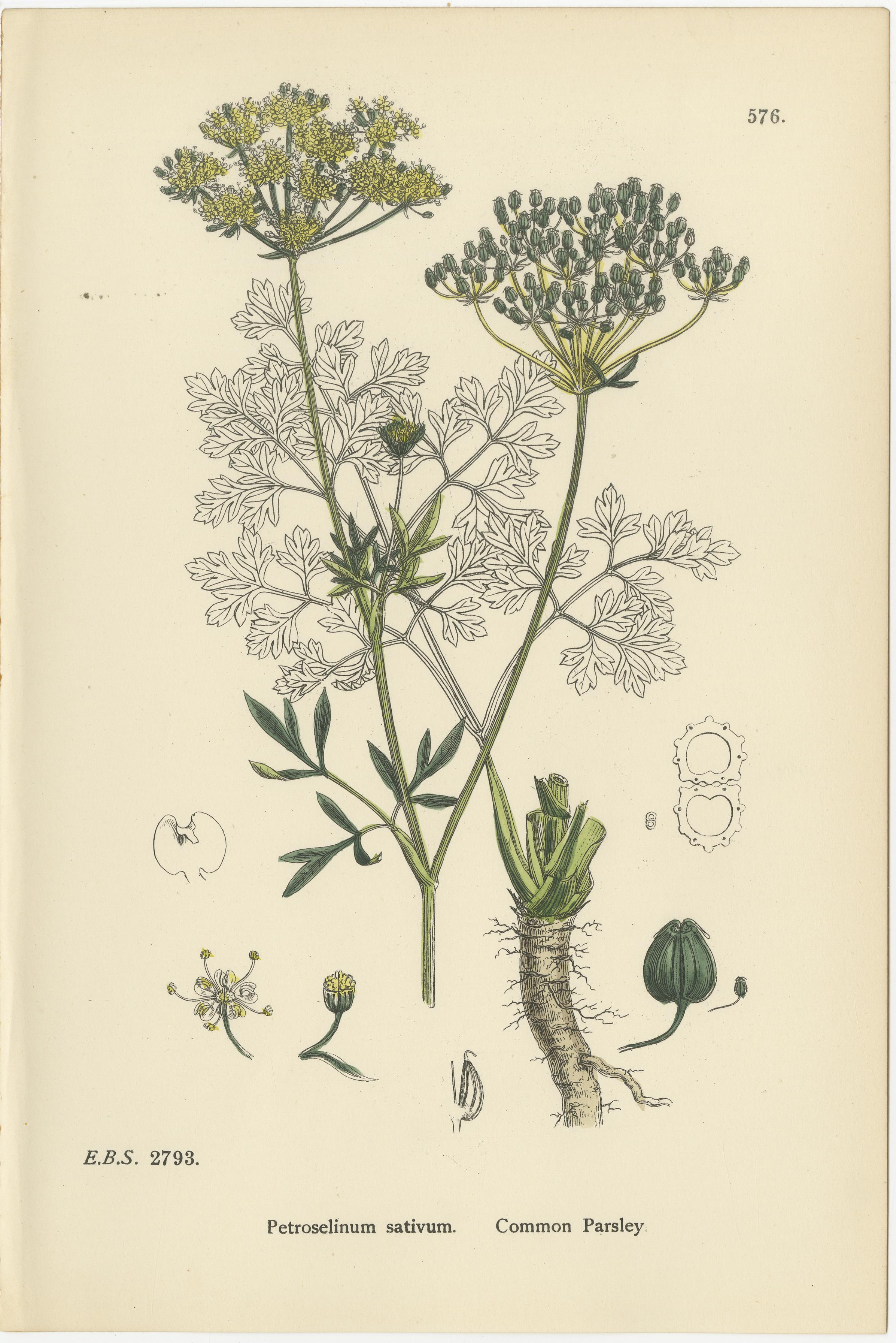 British Hand-Colored Botanical Engravings of Water-Parsnip and Parsley Varieties, 1902 For Sale