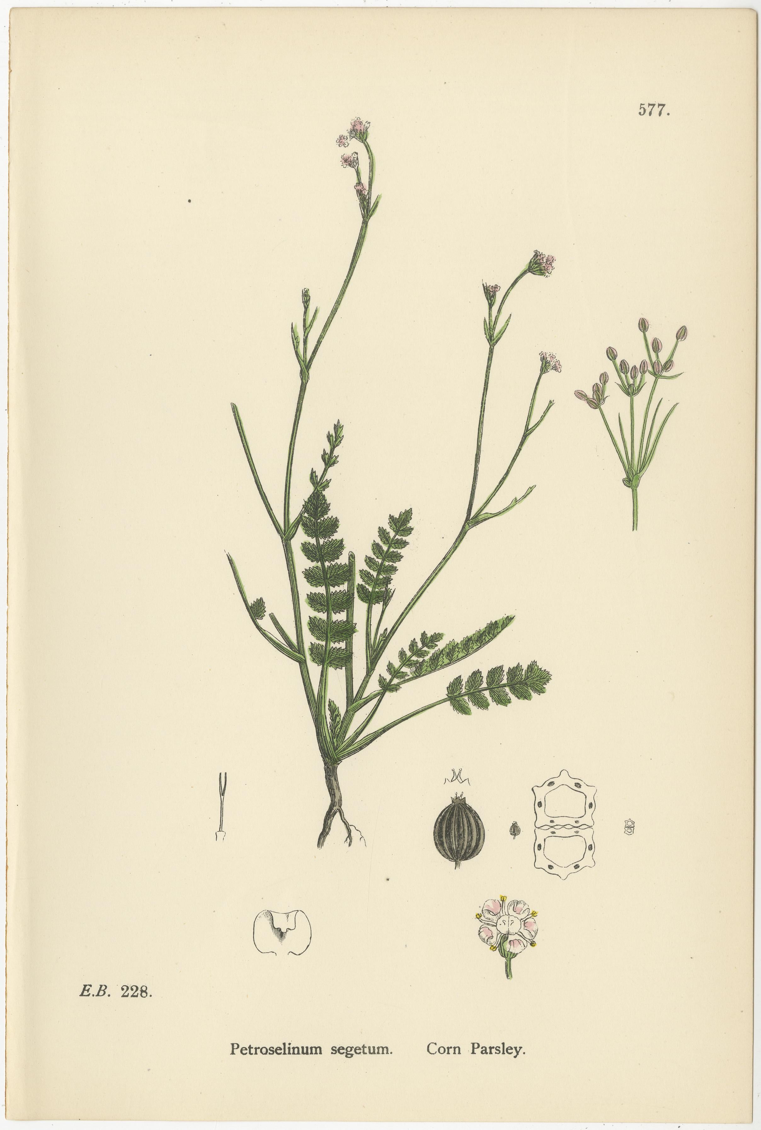 Hand-Colored Botanical Engravings of Water-Parsnip and Parsley Varieties, 1902 In Good Condition For Sale In Langweer, NL