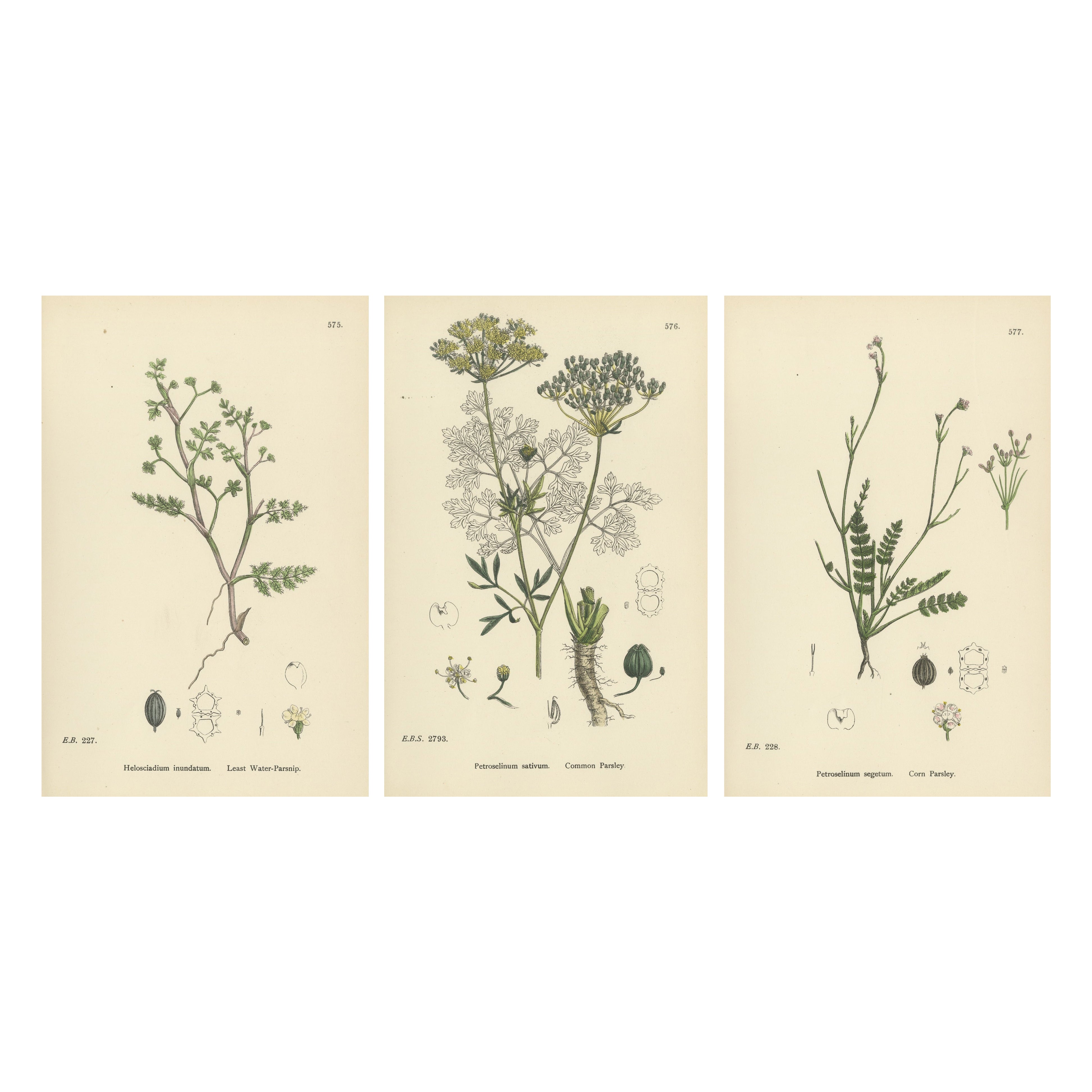 Hand-Colored Botanical Engravings of Water-Parsnip and Parsley Varieties, 1902