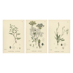 Hand-Colored Botanical Engravings of Water-Parsnip and Parsley Varieties, 1902